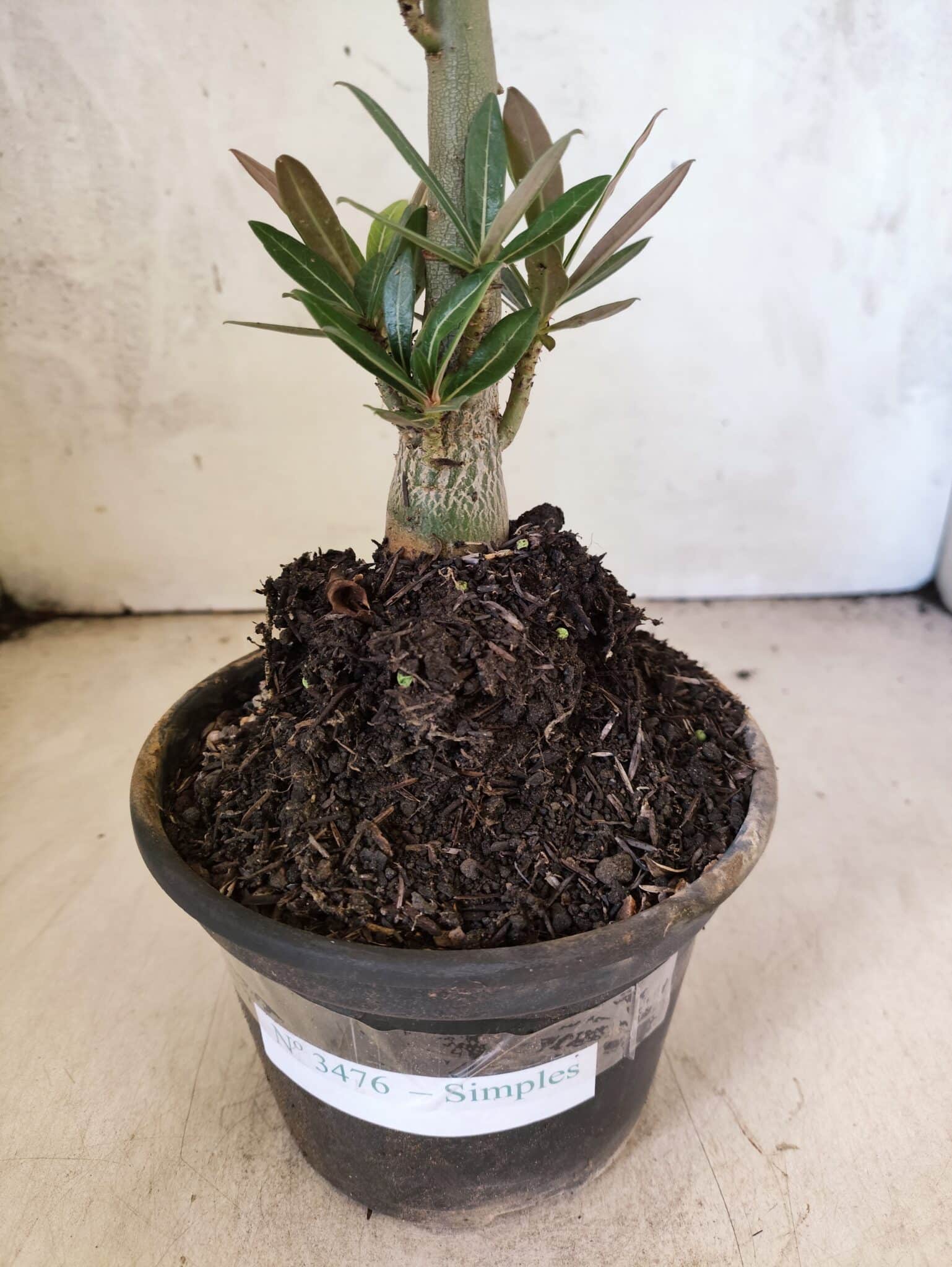 Planta Simples 3476 – 35cm – 03 anos - foto 7