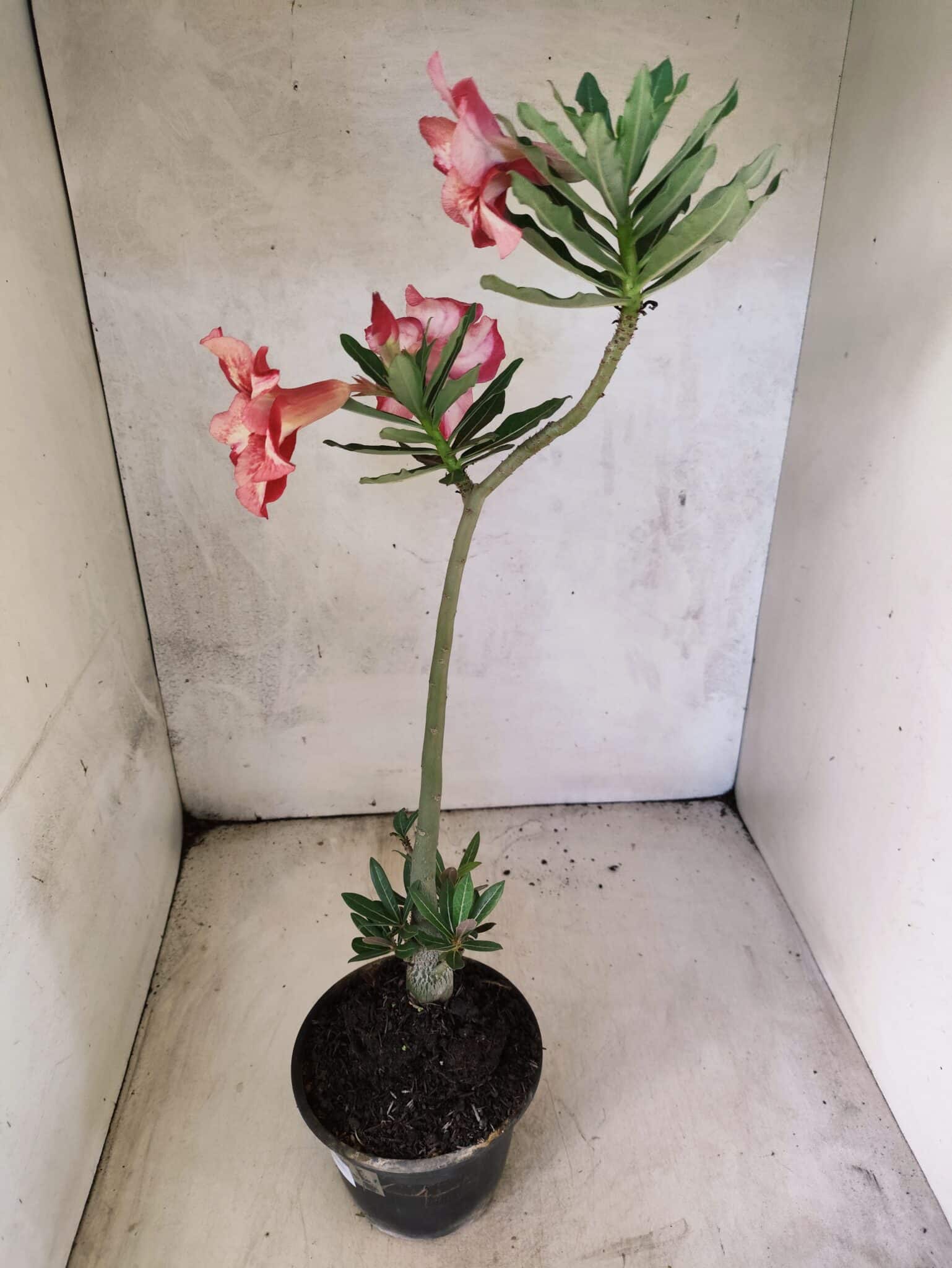 Planta Simples 3476 – 35cm – 03 anos - foto 6