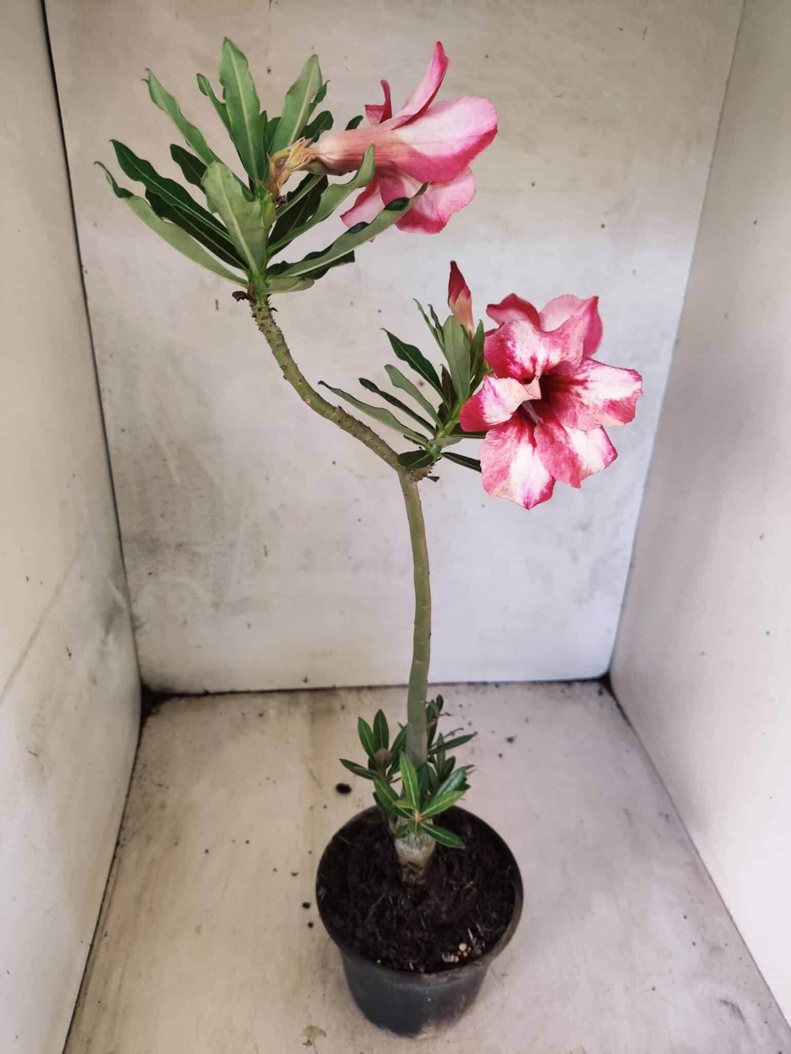 Planta Simples 3476 – 35cm – 03 anos - foto 5