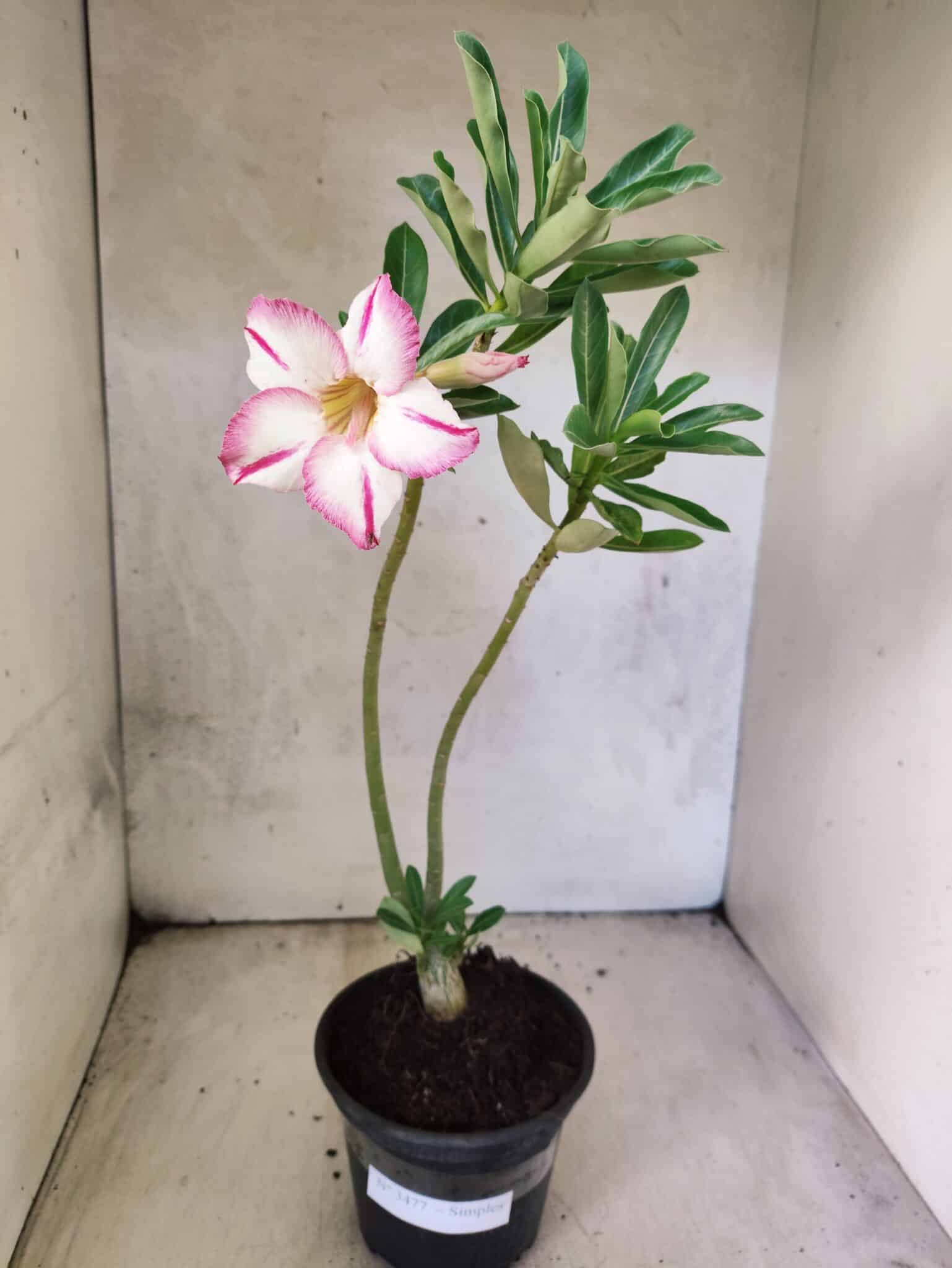 Planta Simples 3477 – 30cm – 02 anos - foto 2