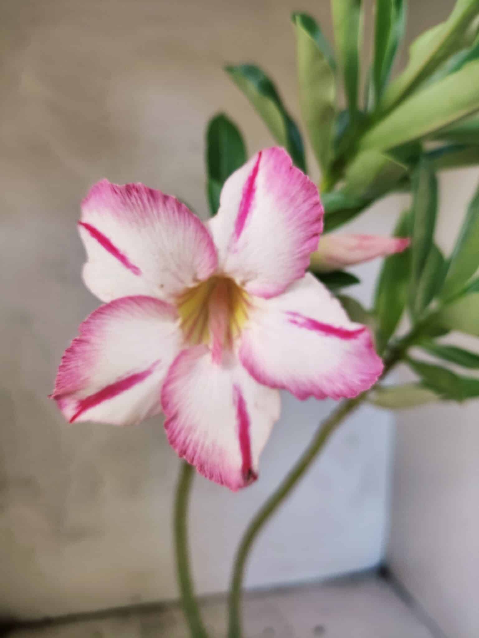 Planta Simples 3477 – 30cm – 02 anos - foto 3