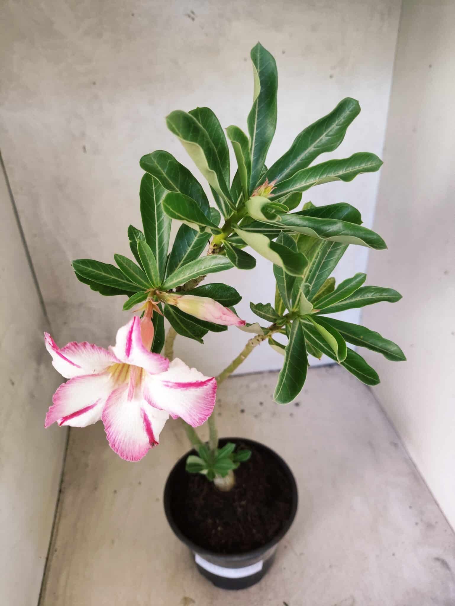 Planta Simples 3477 – 30cm – 02 anos - foto 4