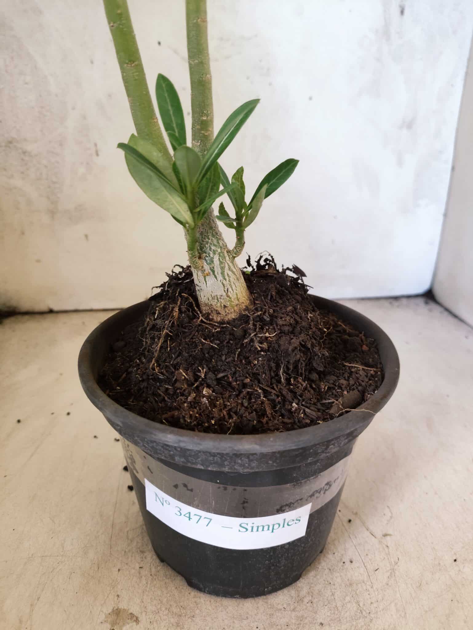 Planta Simples 3477 – 30cm – 02 anos - foto 7