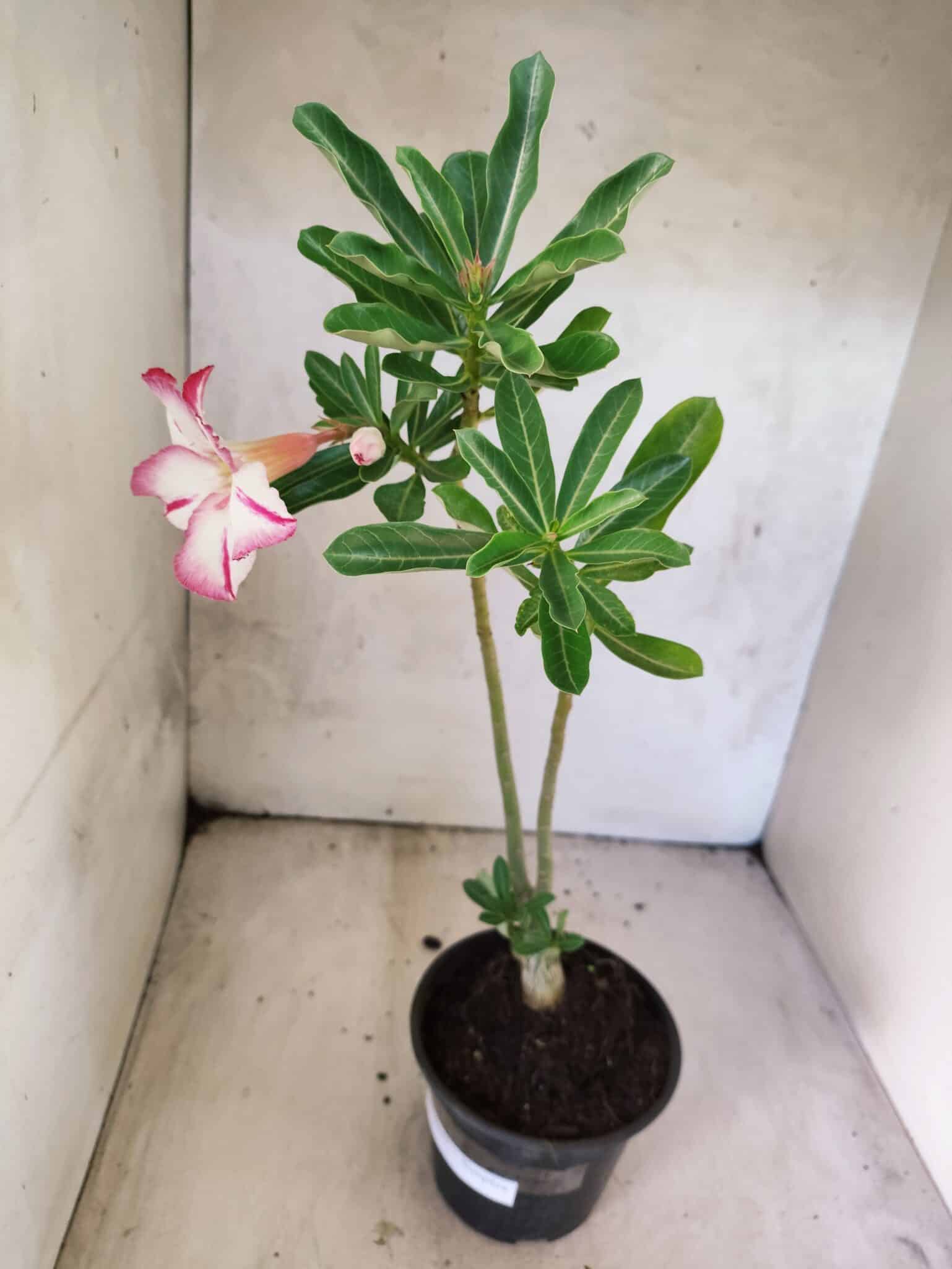 Planta Simples 3477 – 30cm – 02 anos - foto 6