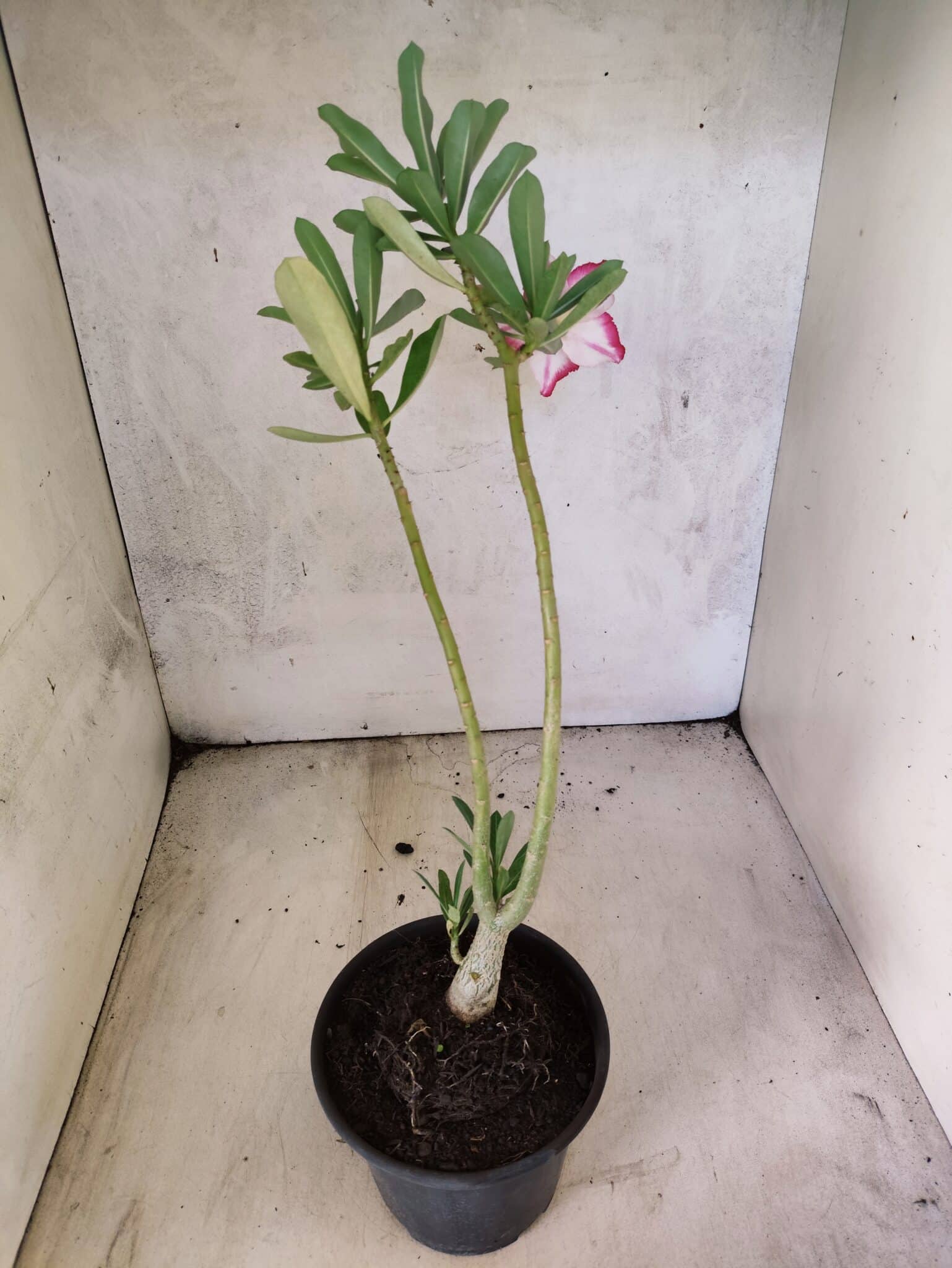Planta Simples 3477 – 30cm – 02 anos - foto 5