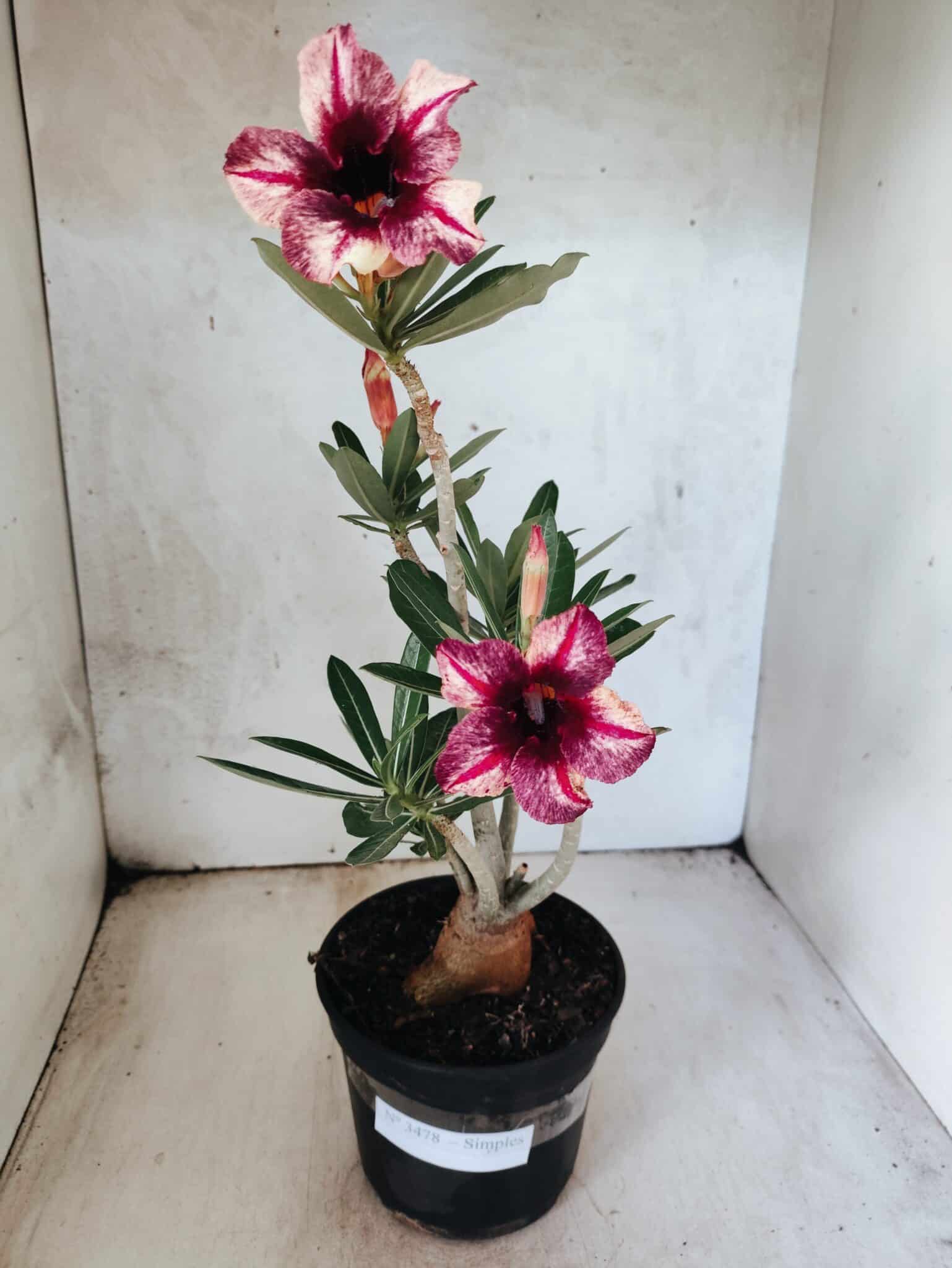Planta Simples 3478 – 35cm – 03 anos - foto 2