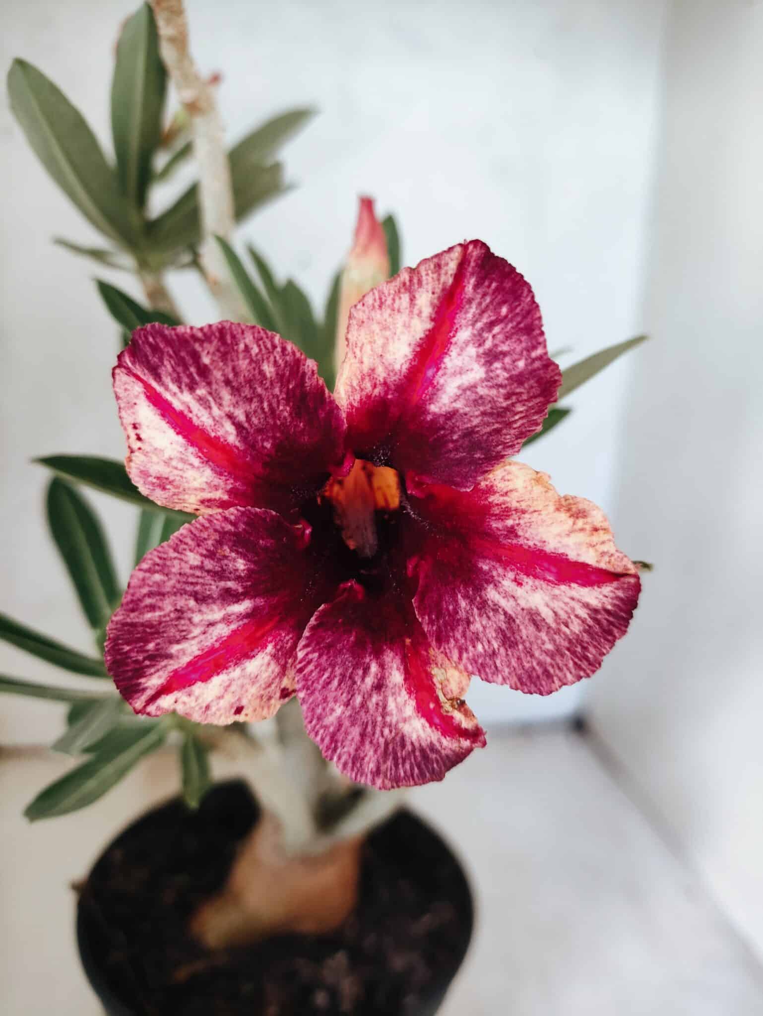 Planta Simples 3478 – 35cm – 03 anos - foto 6
