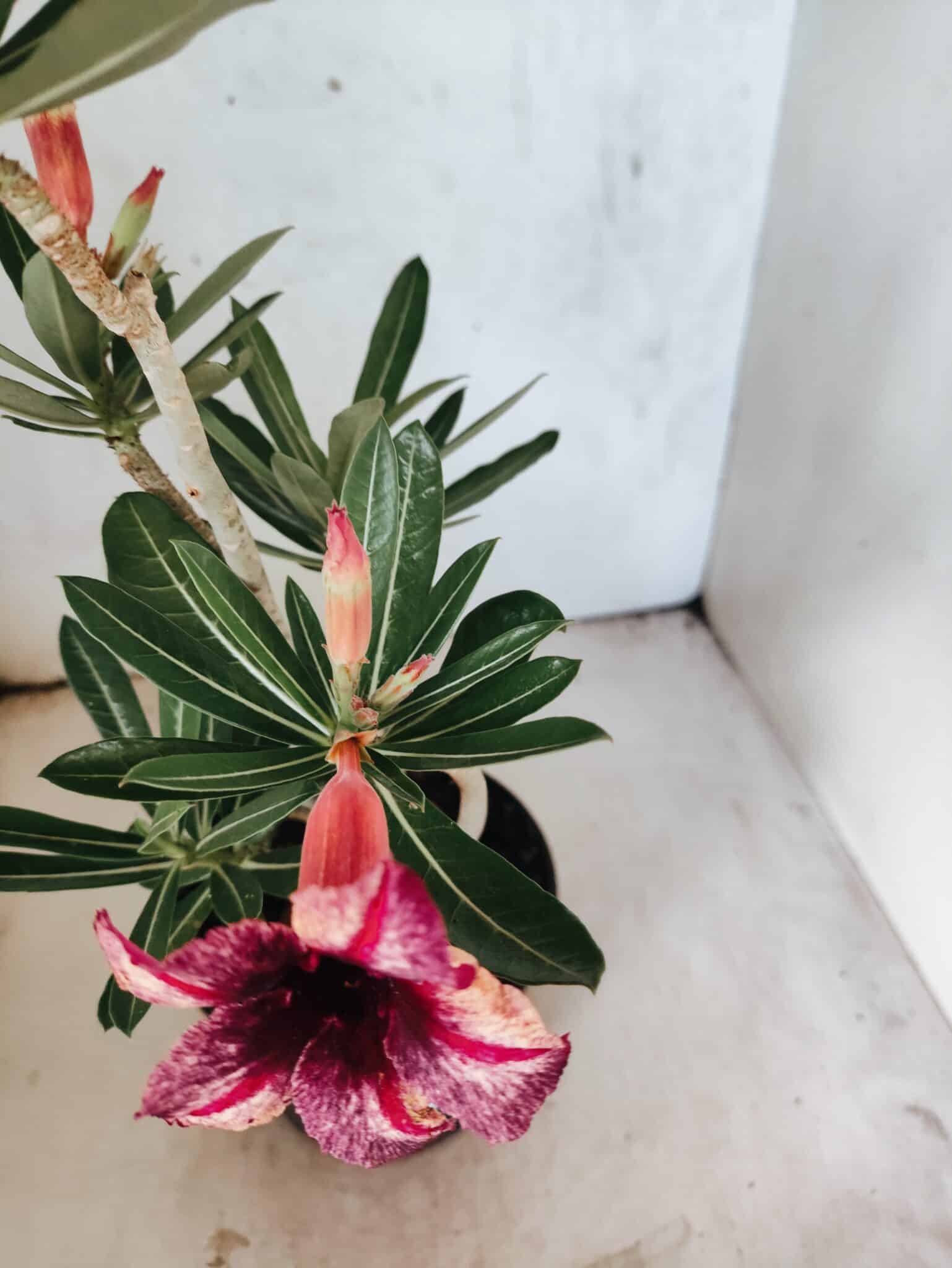 Planta Simples 3478 – 35cm – 03 anos - foto 4
