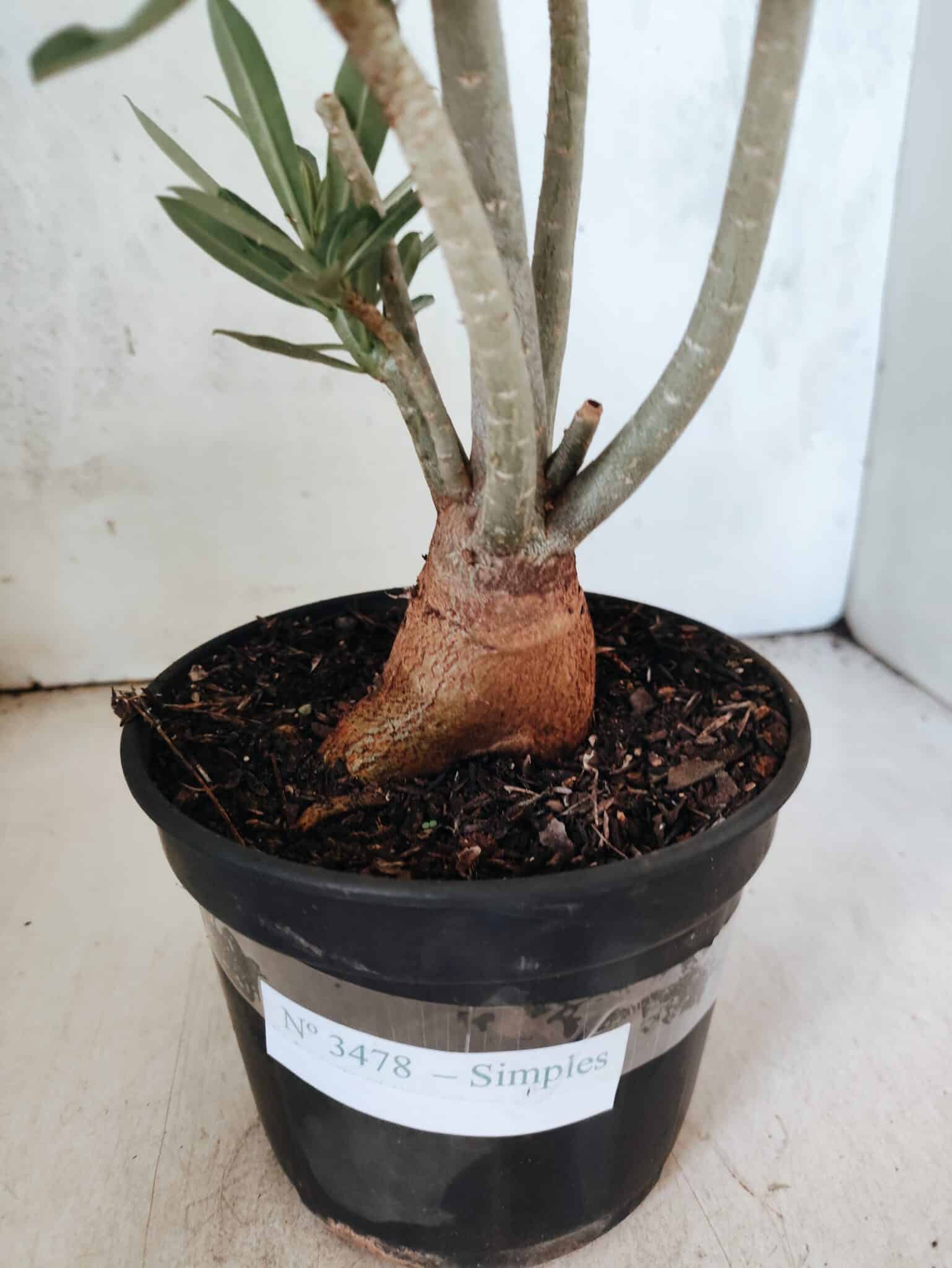 Planta Simples 3478 – 35cm – 03 anos - foto 8
