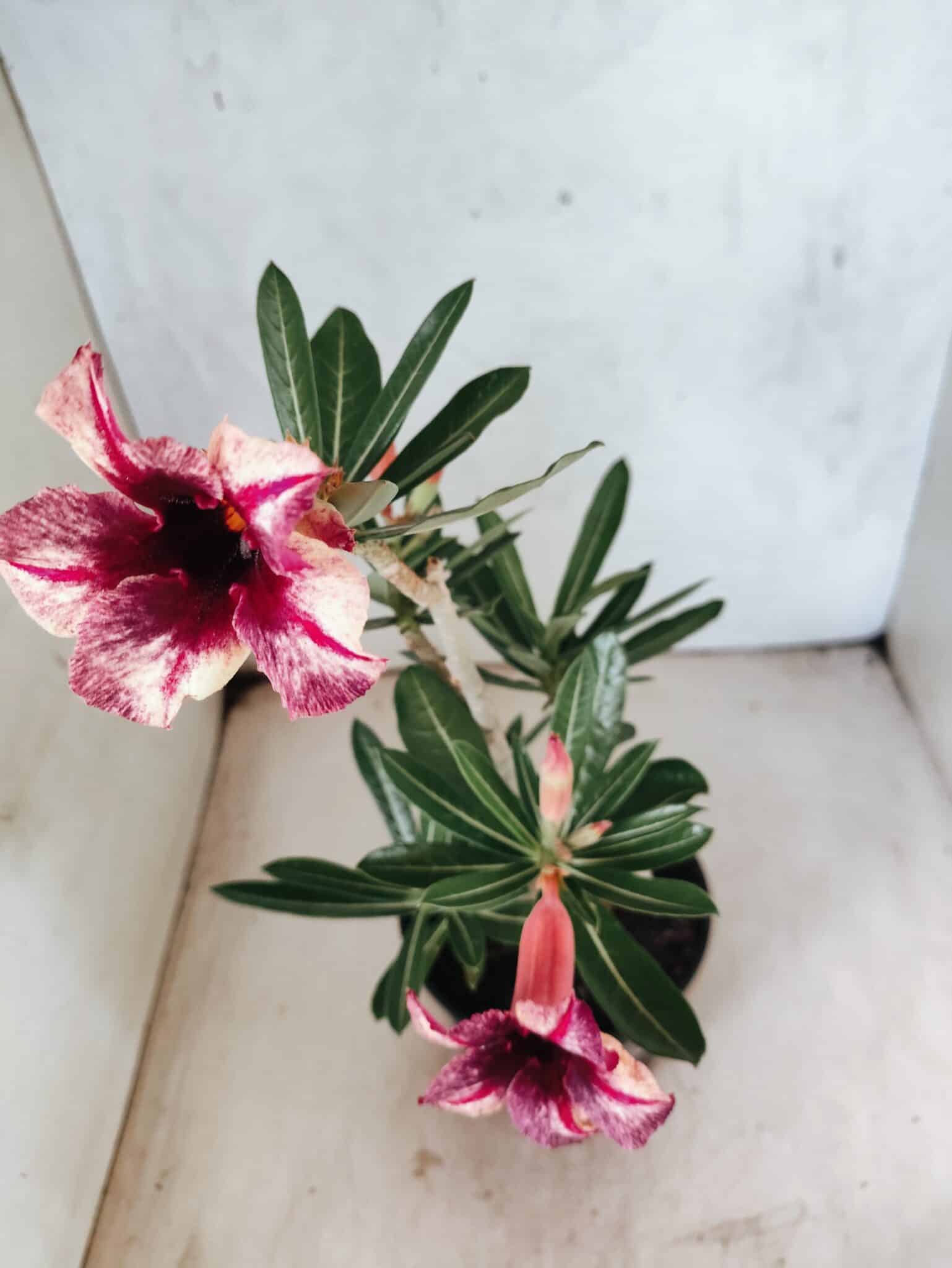 Planta Simples 3478 – 35cm – 03 anos - foto 5