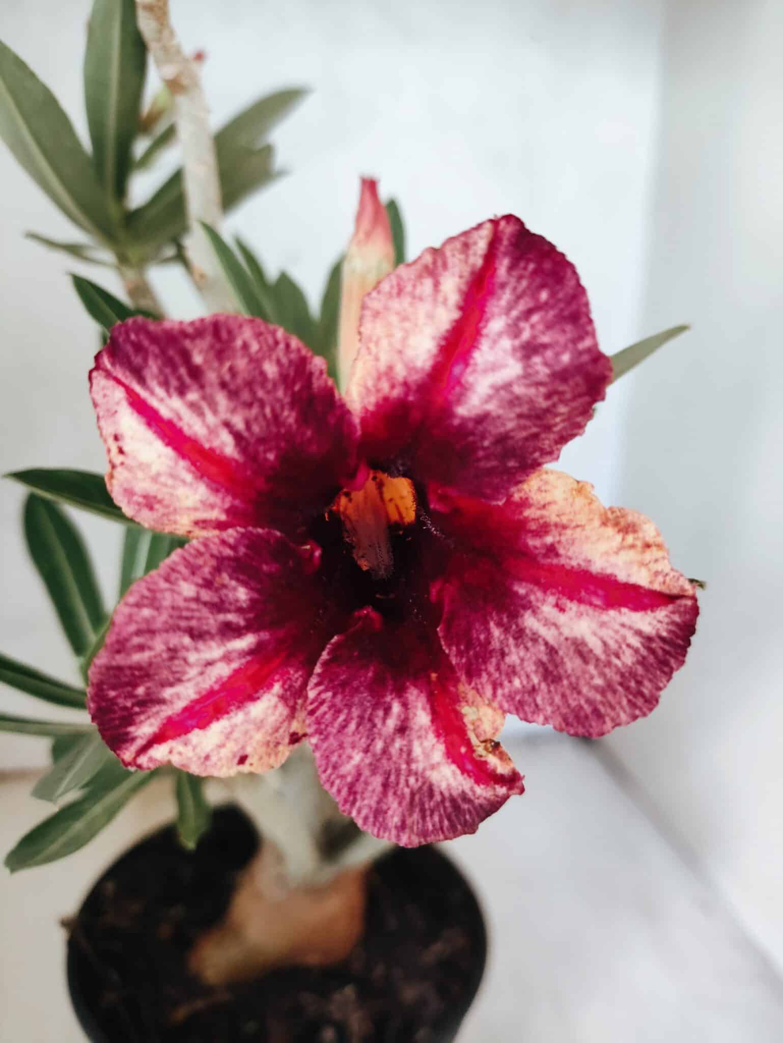 Planta Simples 3478 – 35cm – 03 anos - foto 3