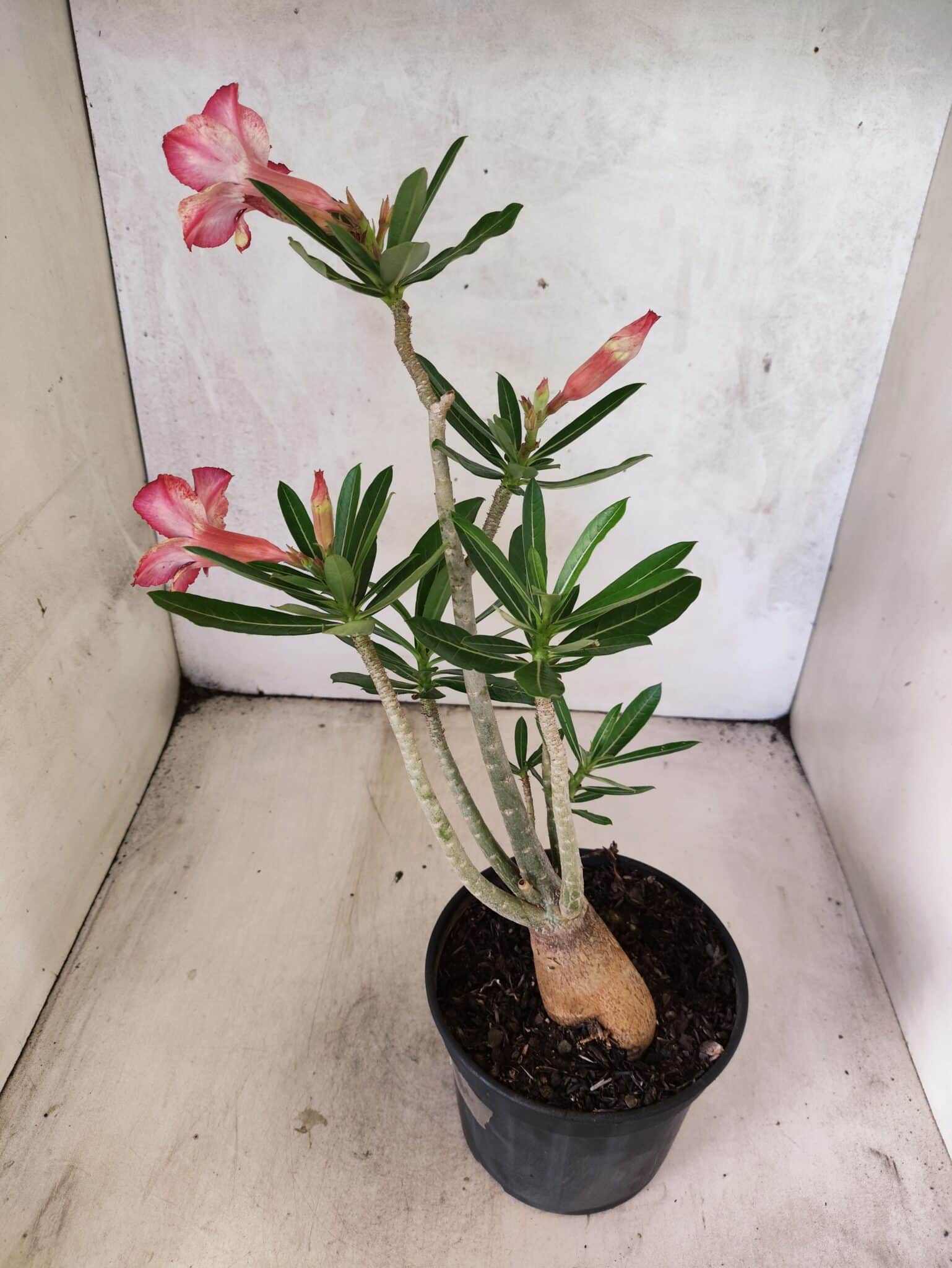 Planta Simples 3478 – 35cm – 03 anos - foto 7