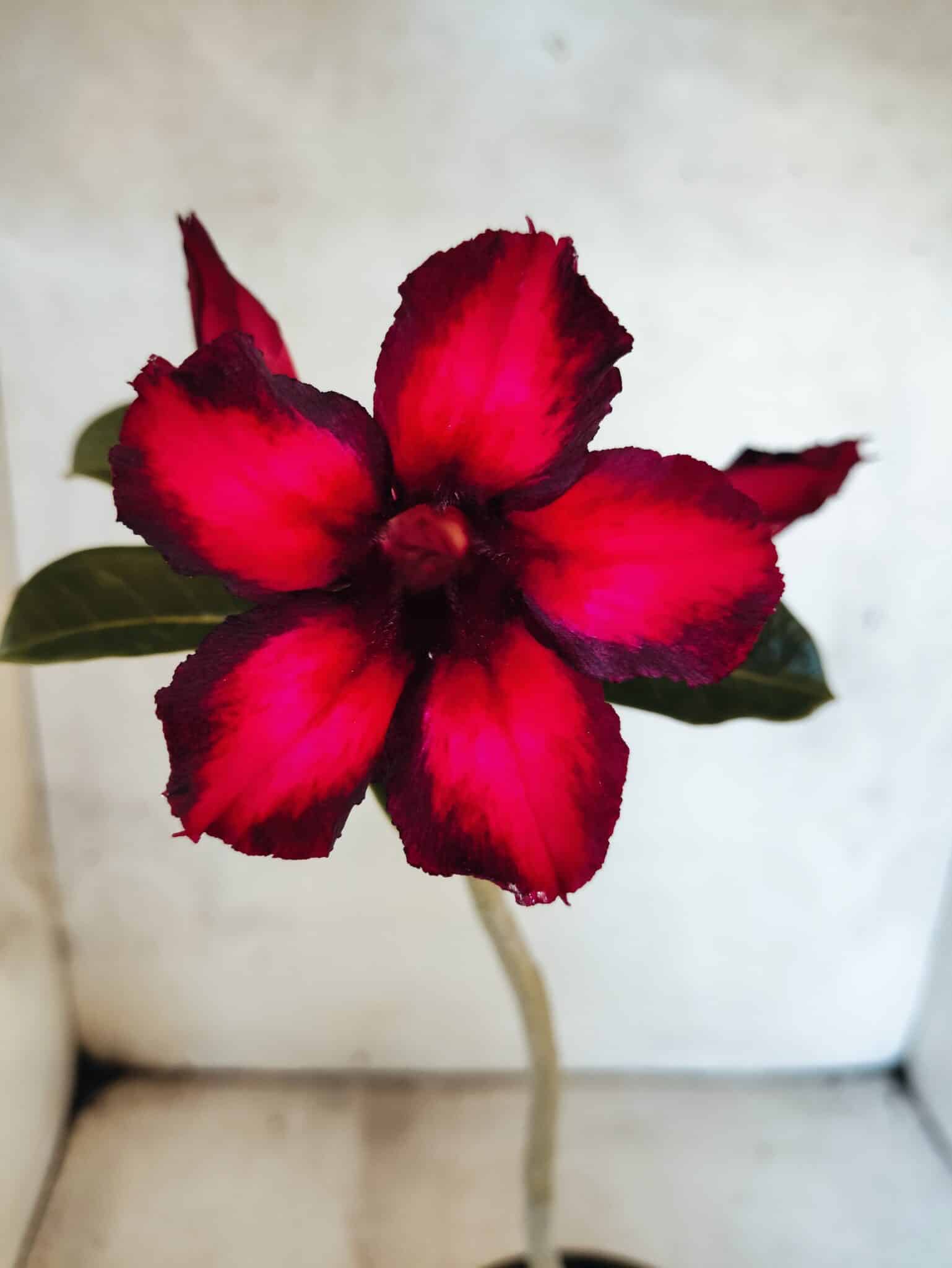Planta Simples 3479 – 30cm – 02 anos - foto 3