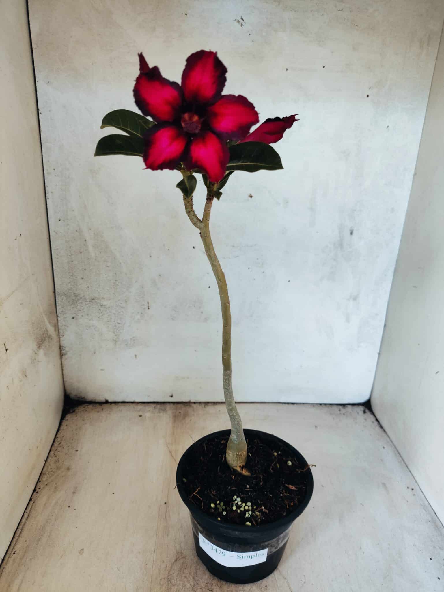 Planta Simples 3479 – 30cm – 02 anos - foto 2