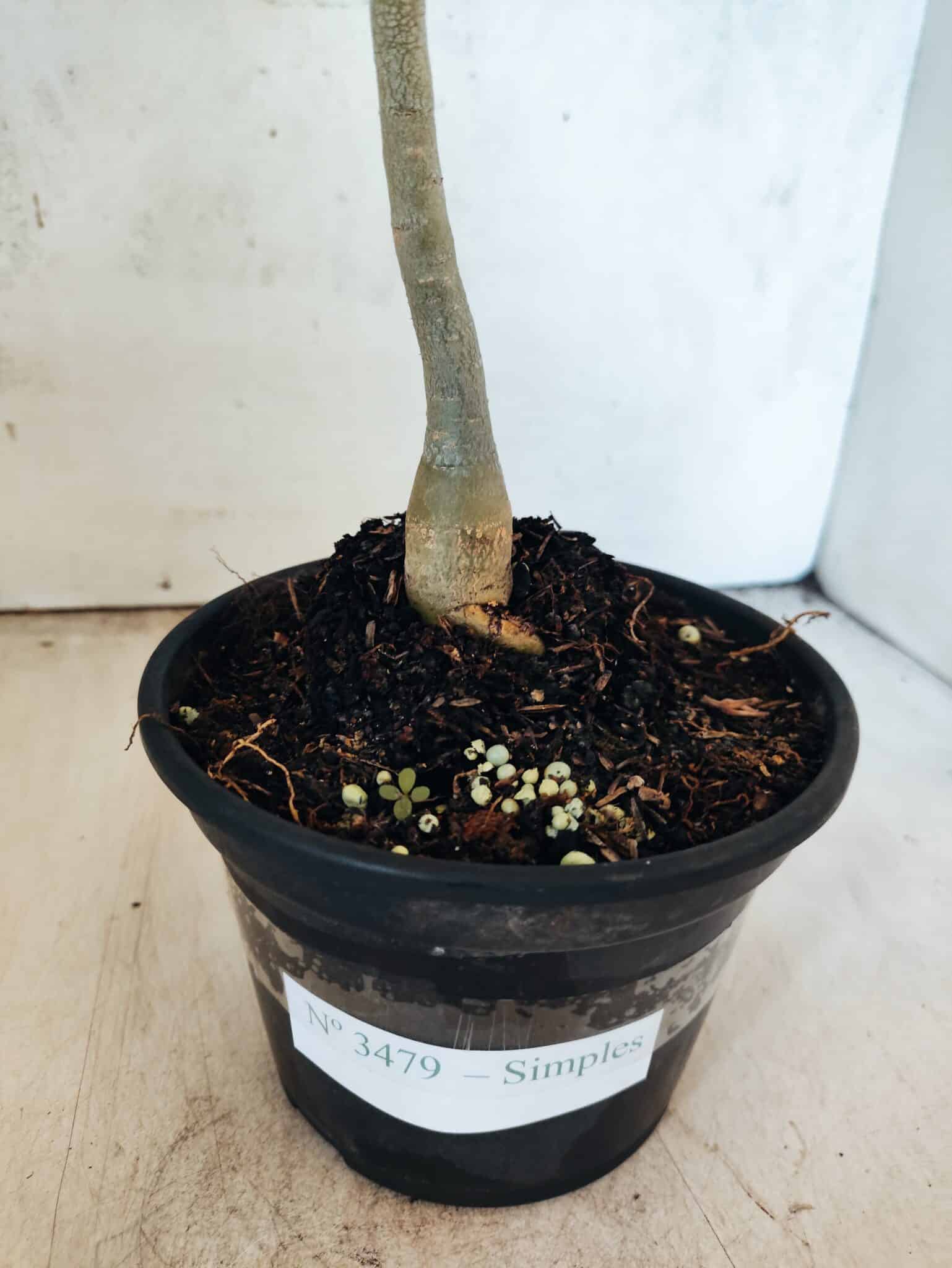 Planta Simples 3479 – 30cm – 02 anos - foto 6