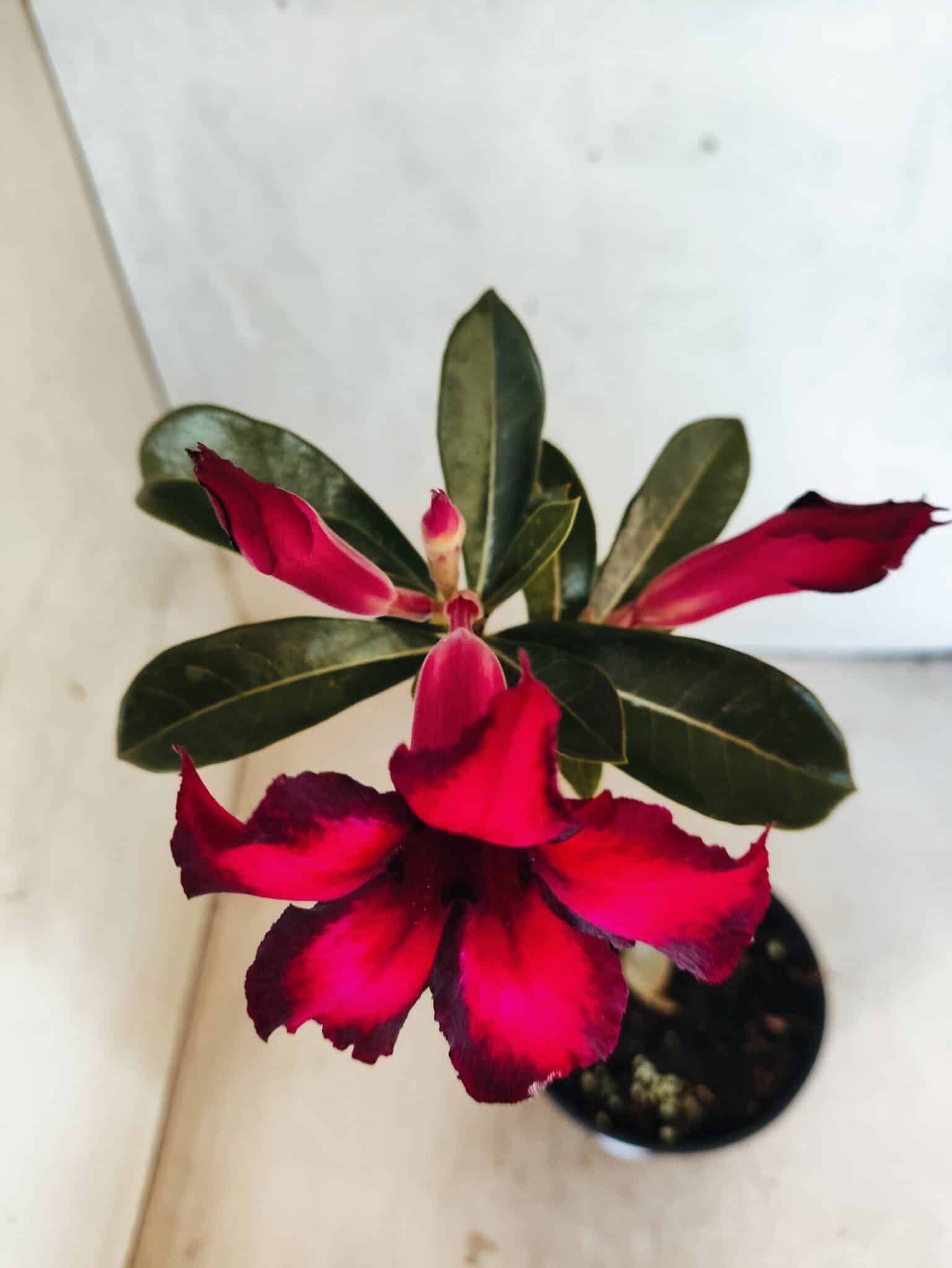 Planta Simples 3479 – 30cm – 02 anos - foto 4