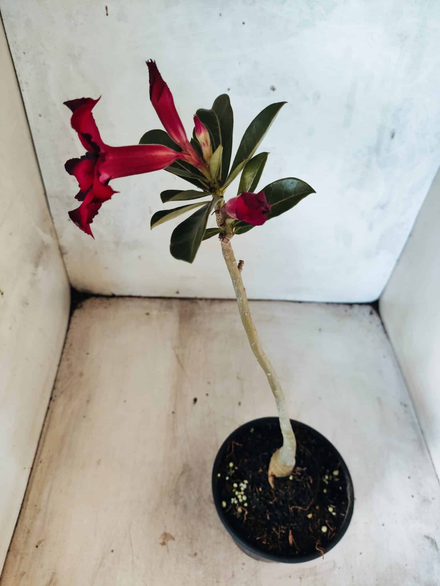 Planta Simples 3479 – 30cm – 02 anos - foto 5