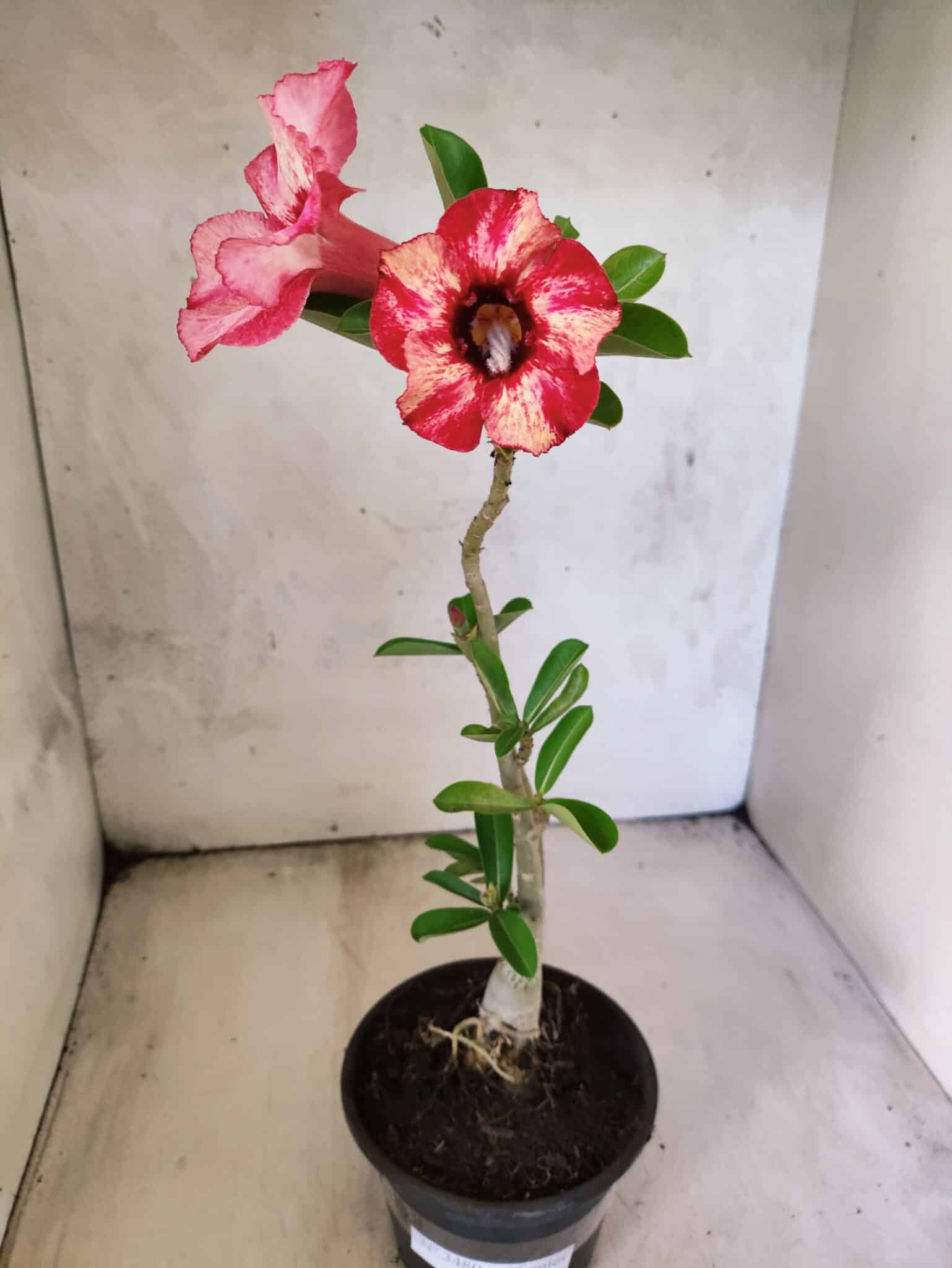 Planta Simples 3480 – 30cm – 02 anos - foto 2