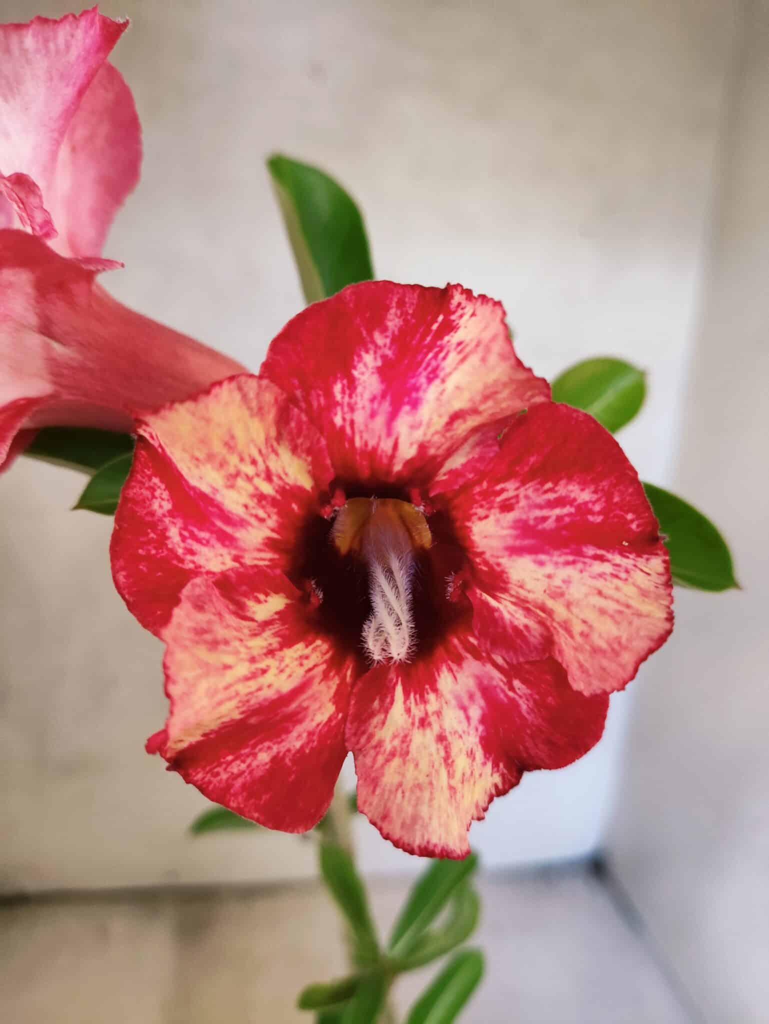 Planta Simples 3480 – 30cm – 02 anos - foto 3