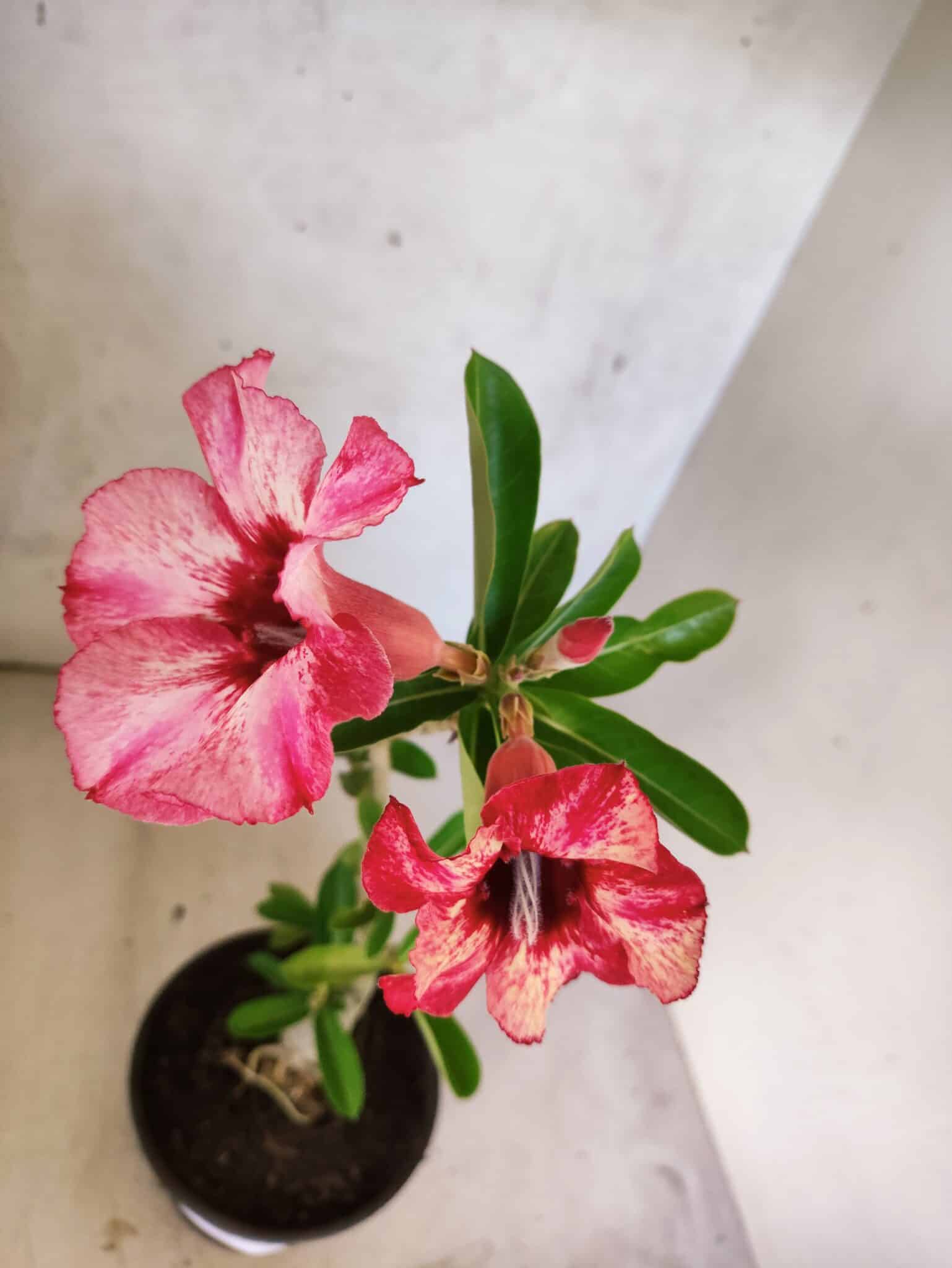 Planta Simples 3480 – 30cm – 02 anos - foto 4