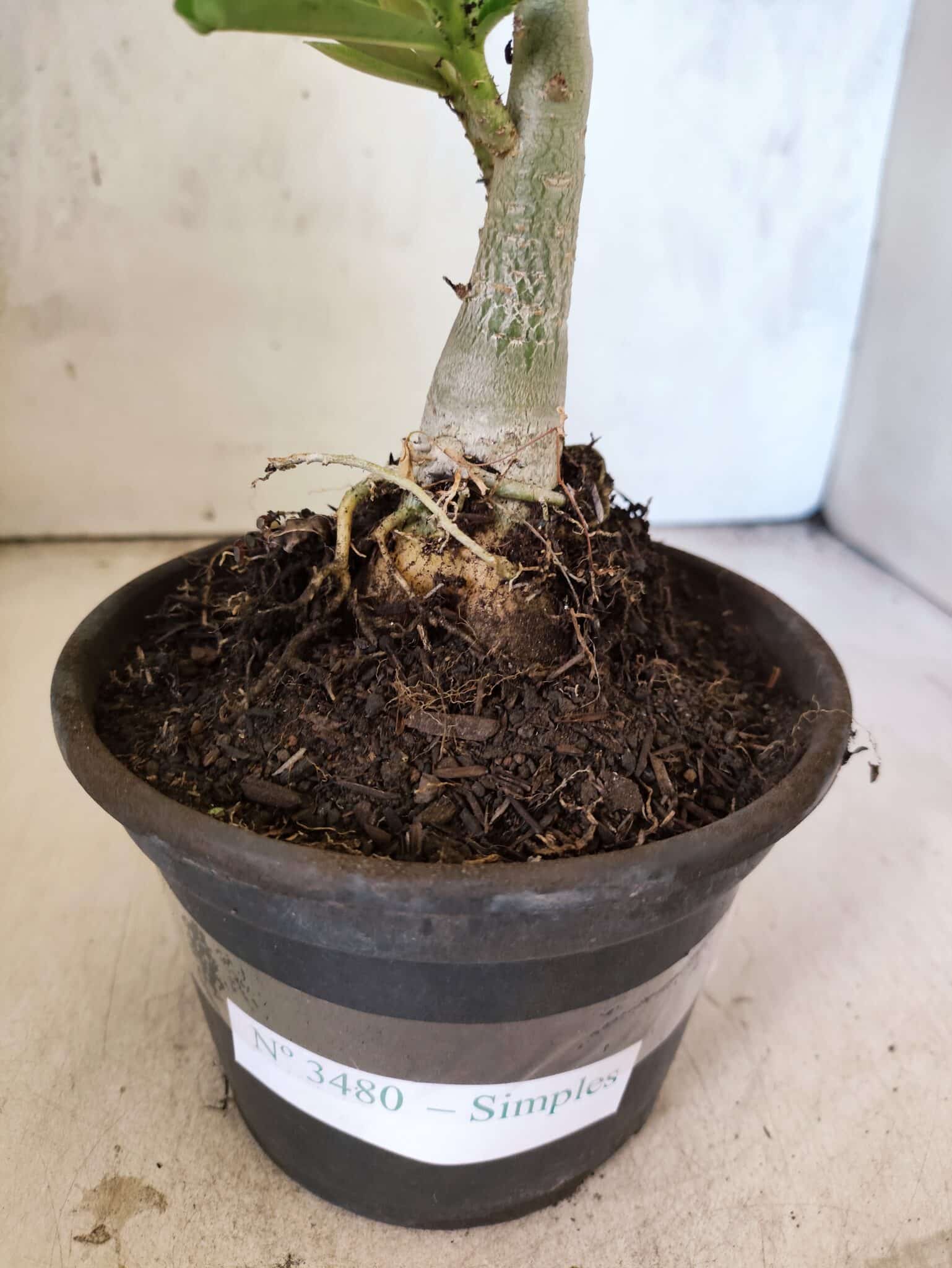 Planta Simples 3480 – 30cm – 02 anos - foto 6