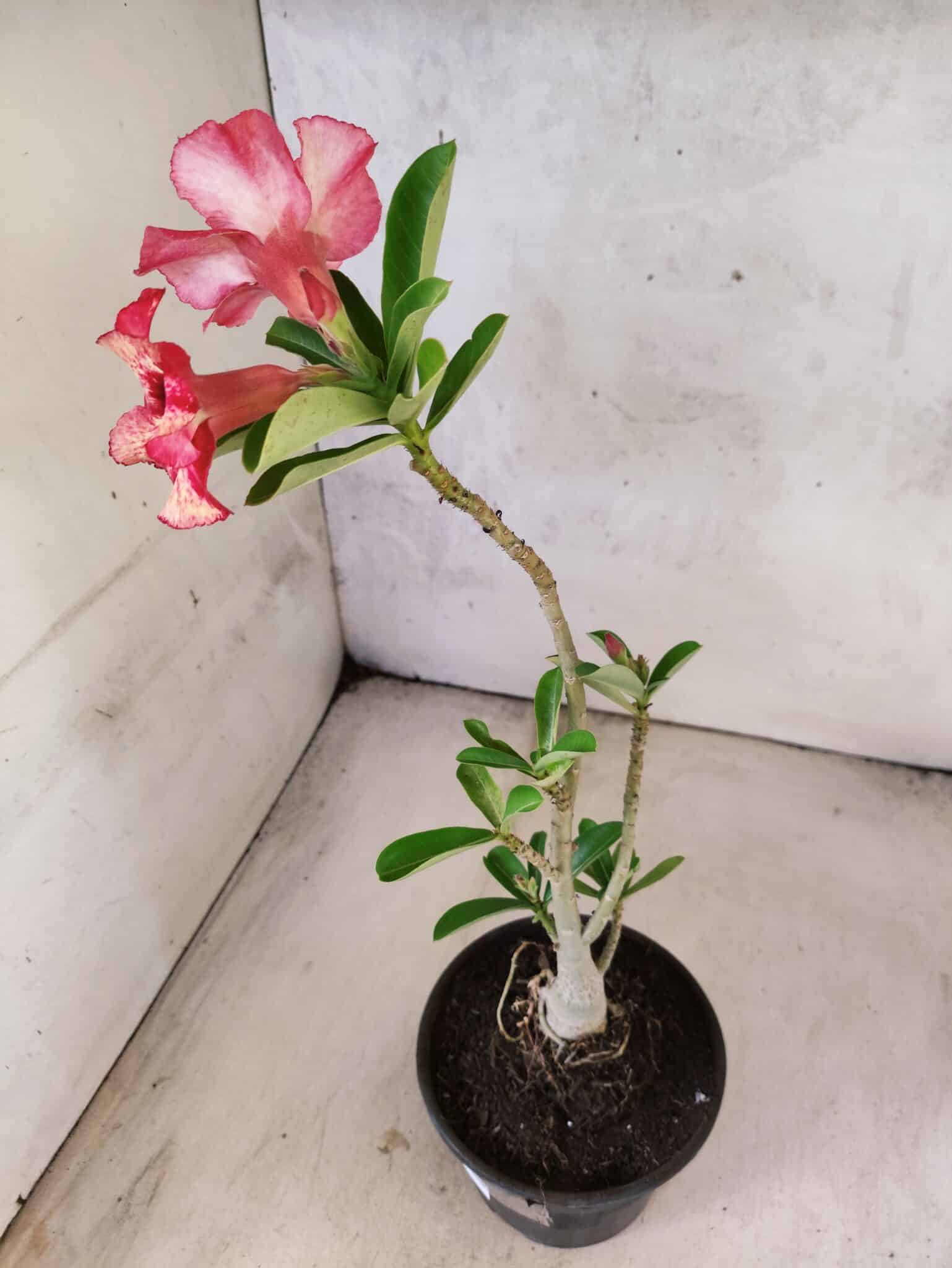 Planta Simples 3480 – 30cm – 02 anos - foto 5