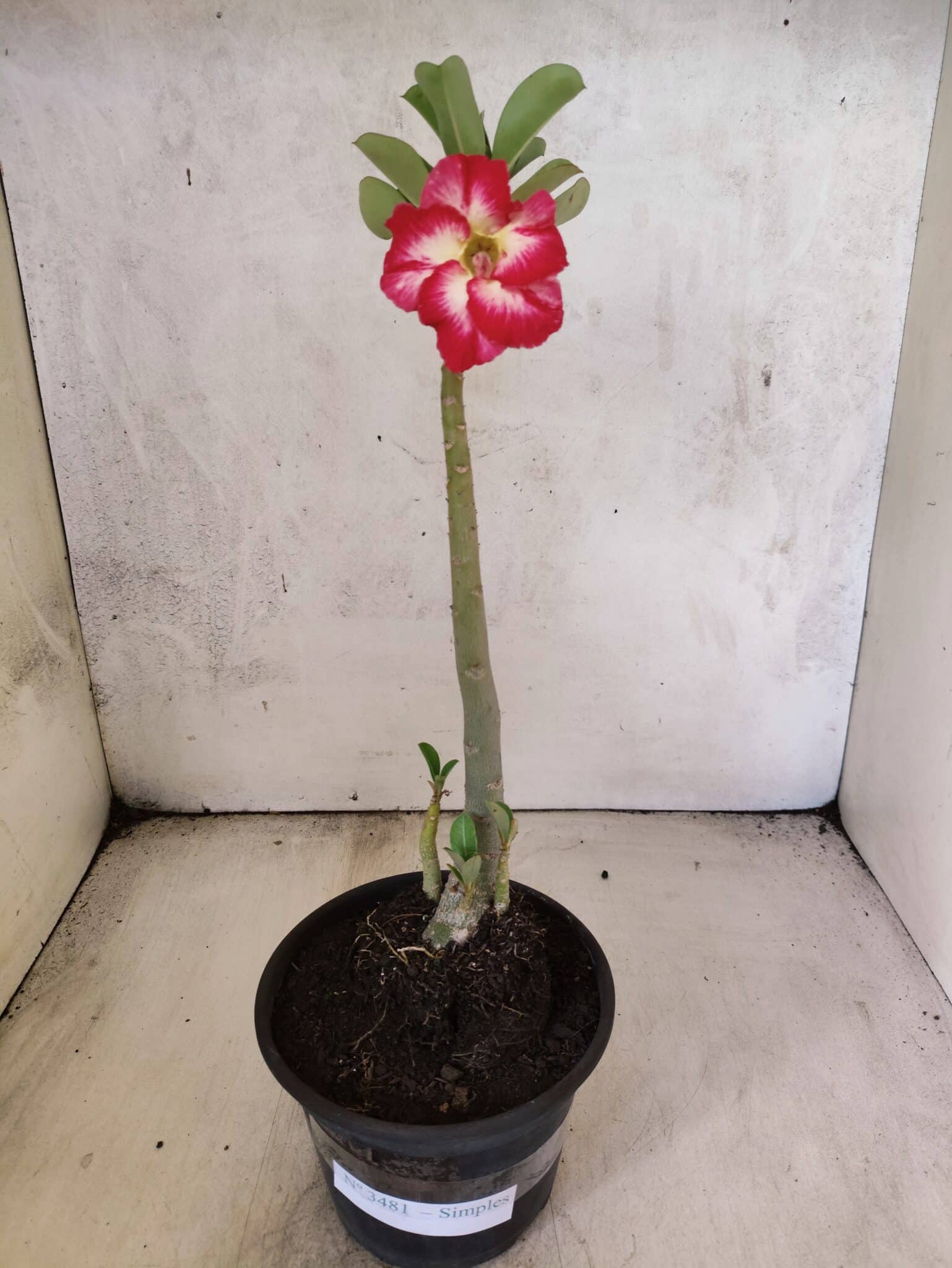 Planta Simples 3481 – 30cm – 02 anos - foto 2