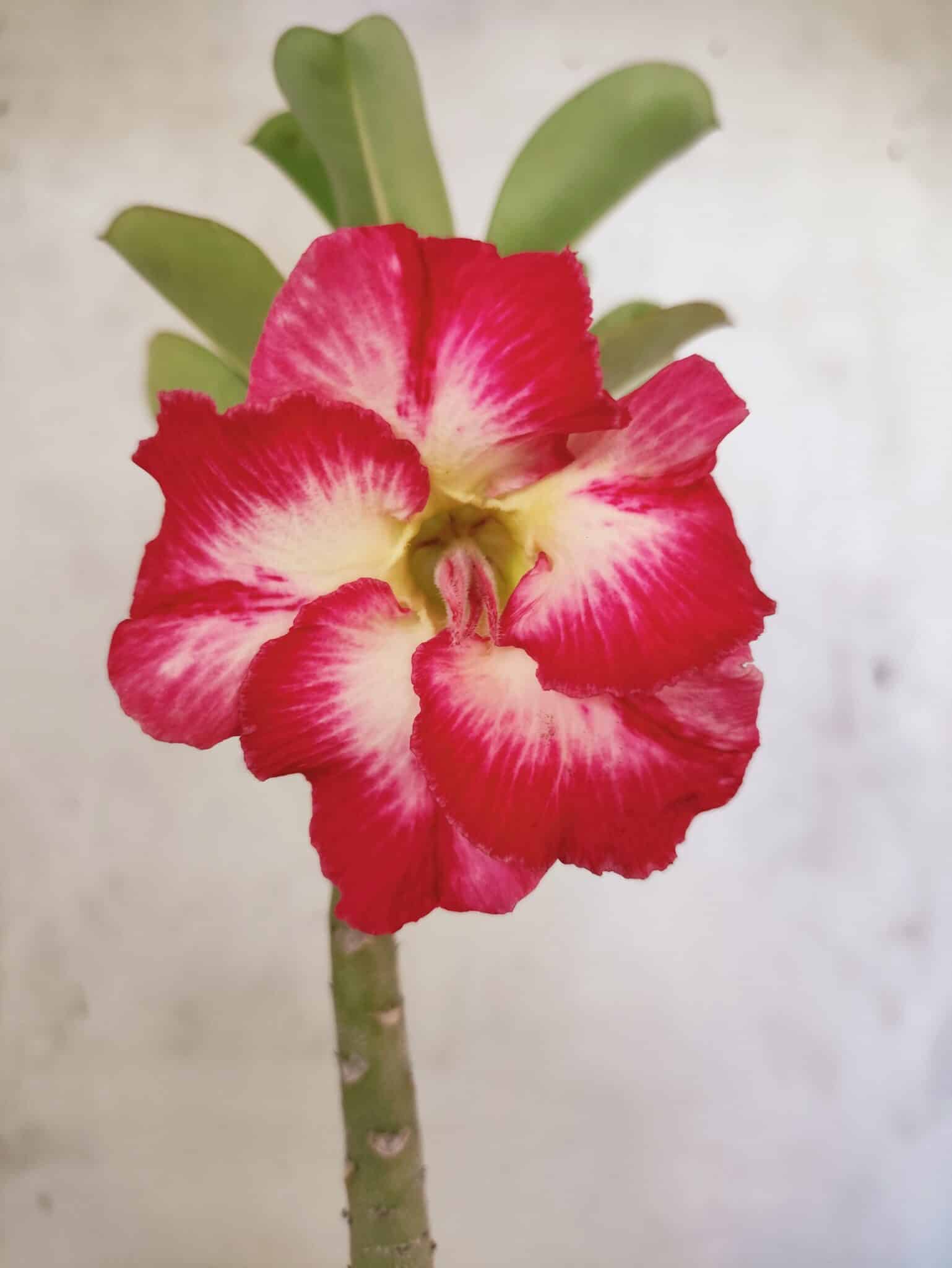Planta Simples 3481 – 30cm – 02 anos - foto 3