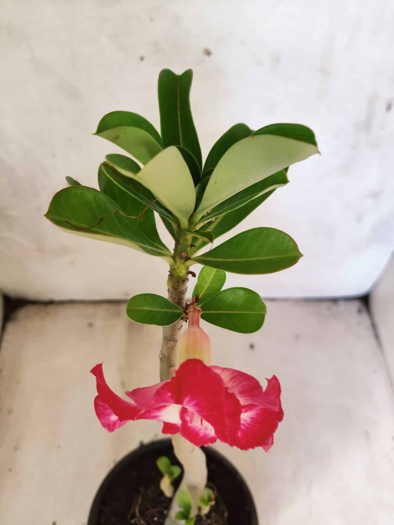 Planta Simples 3481 – 30cm – 02 anos - foto 4