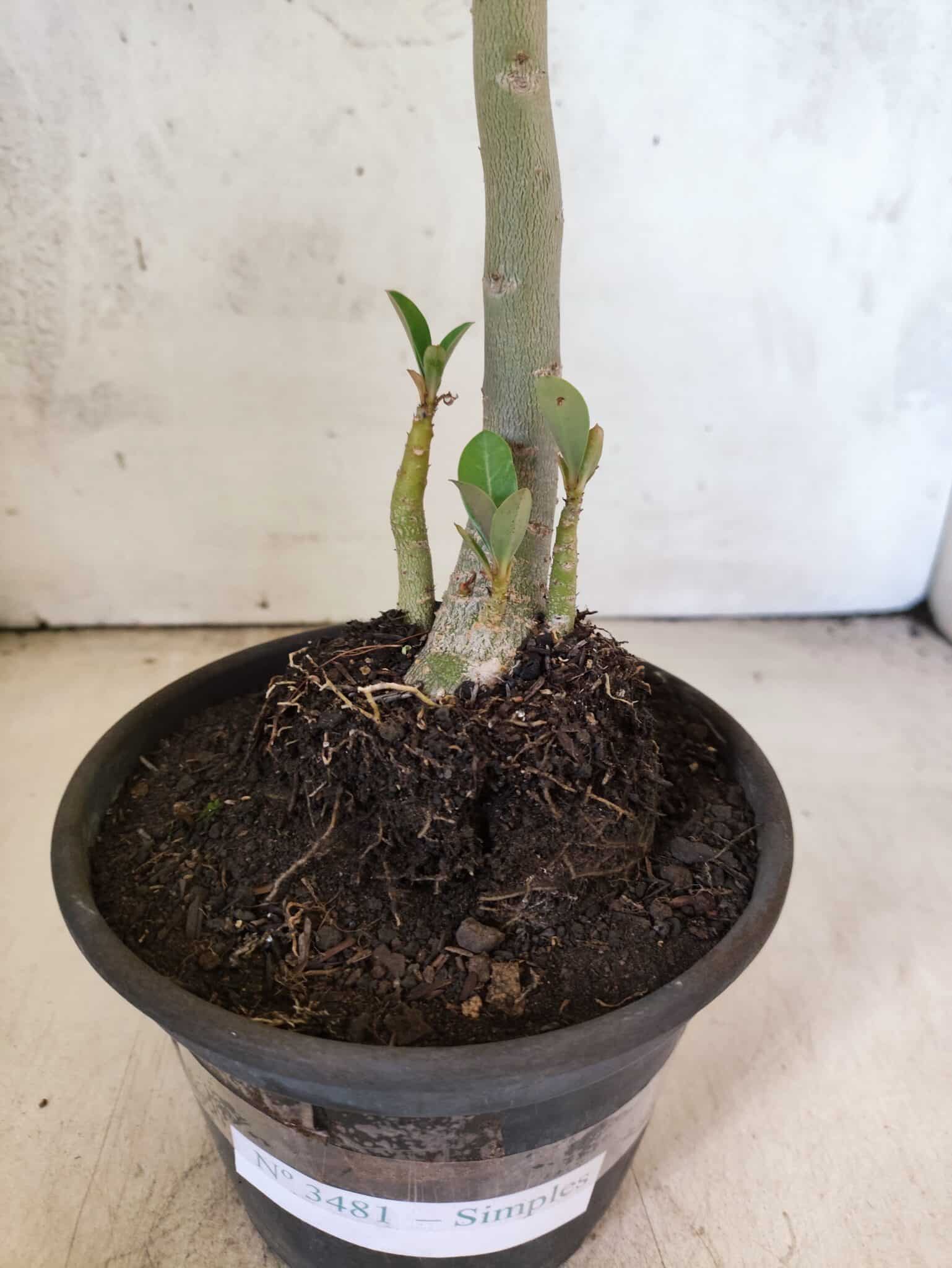 Planta Simples 3481 – 30cm – 02 anos - foto 6