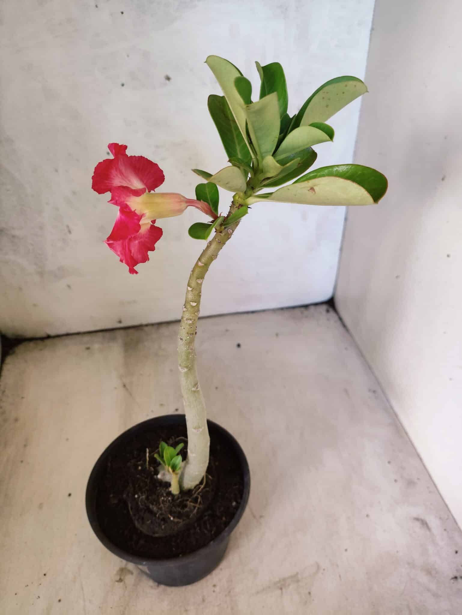 Planta Simples 3481 – 30cm – 02 anos - foto 5