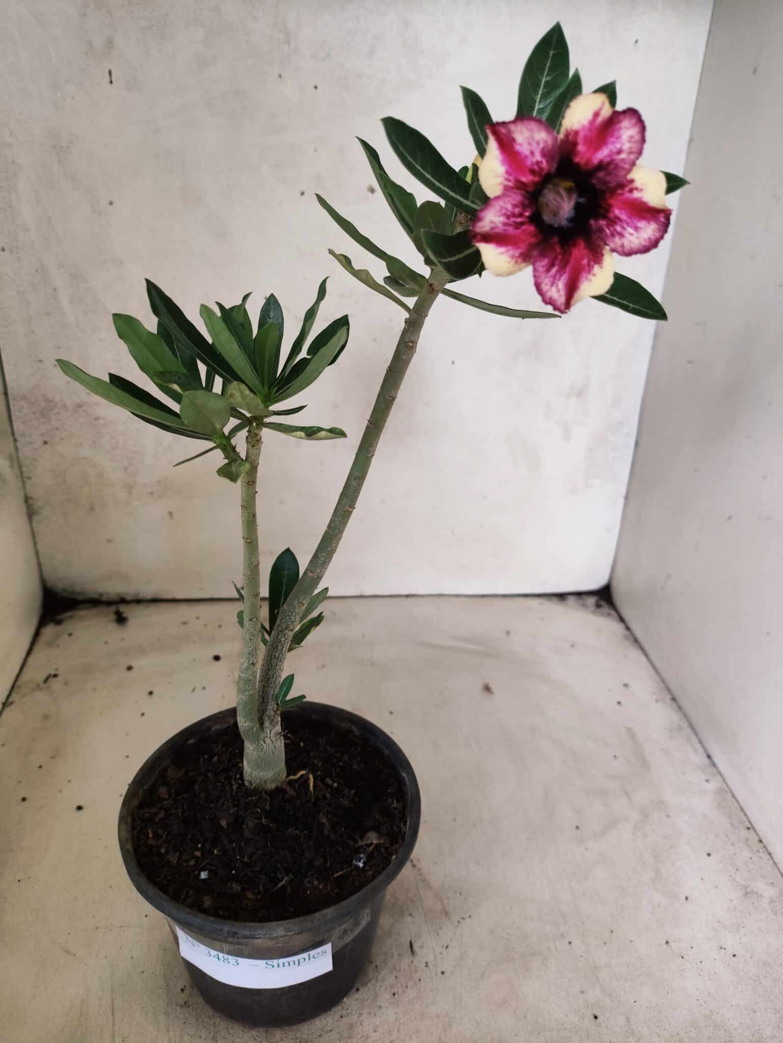 Planta Simples 3483 – 25cm – 01 ano - foto 2