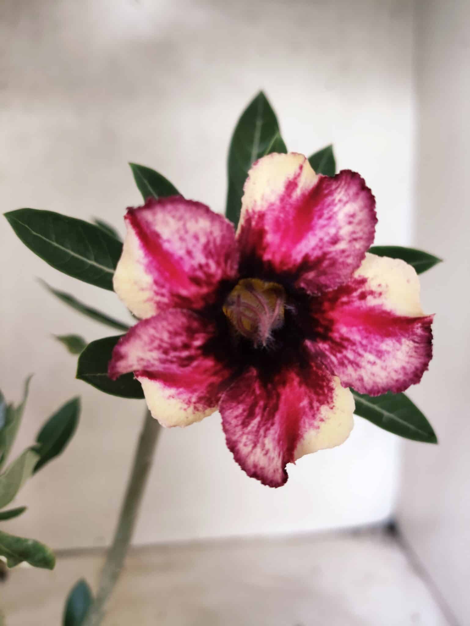 Planta Simples 3483 – 25cm – 01 ano - foto 3