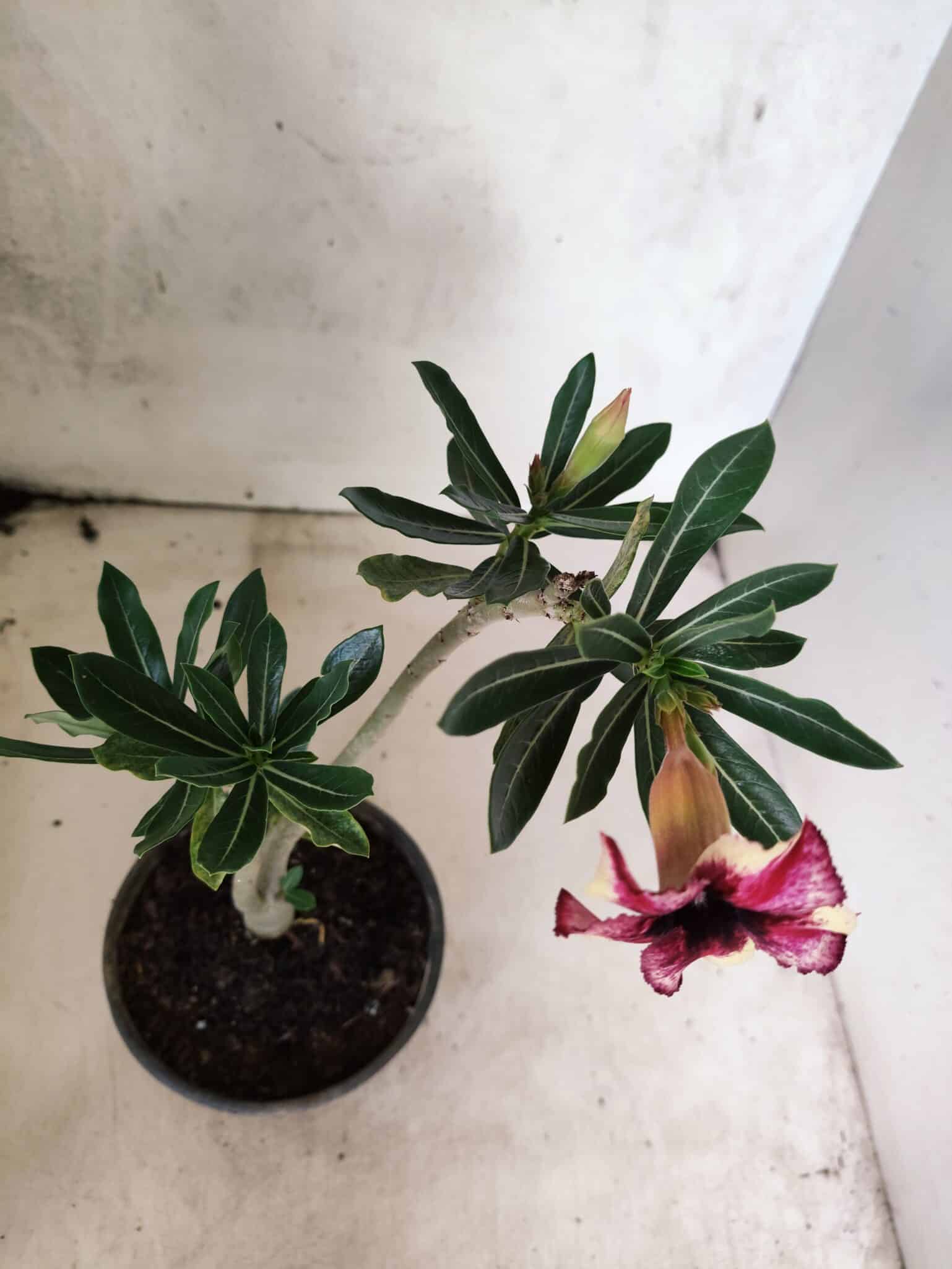 Planta Simples 3483 – 25cm – 01 ano - foto 4