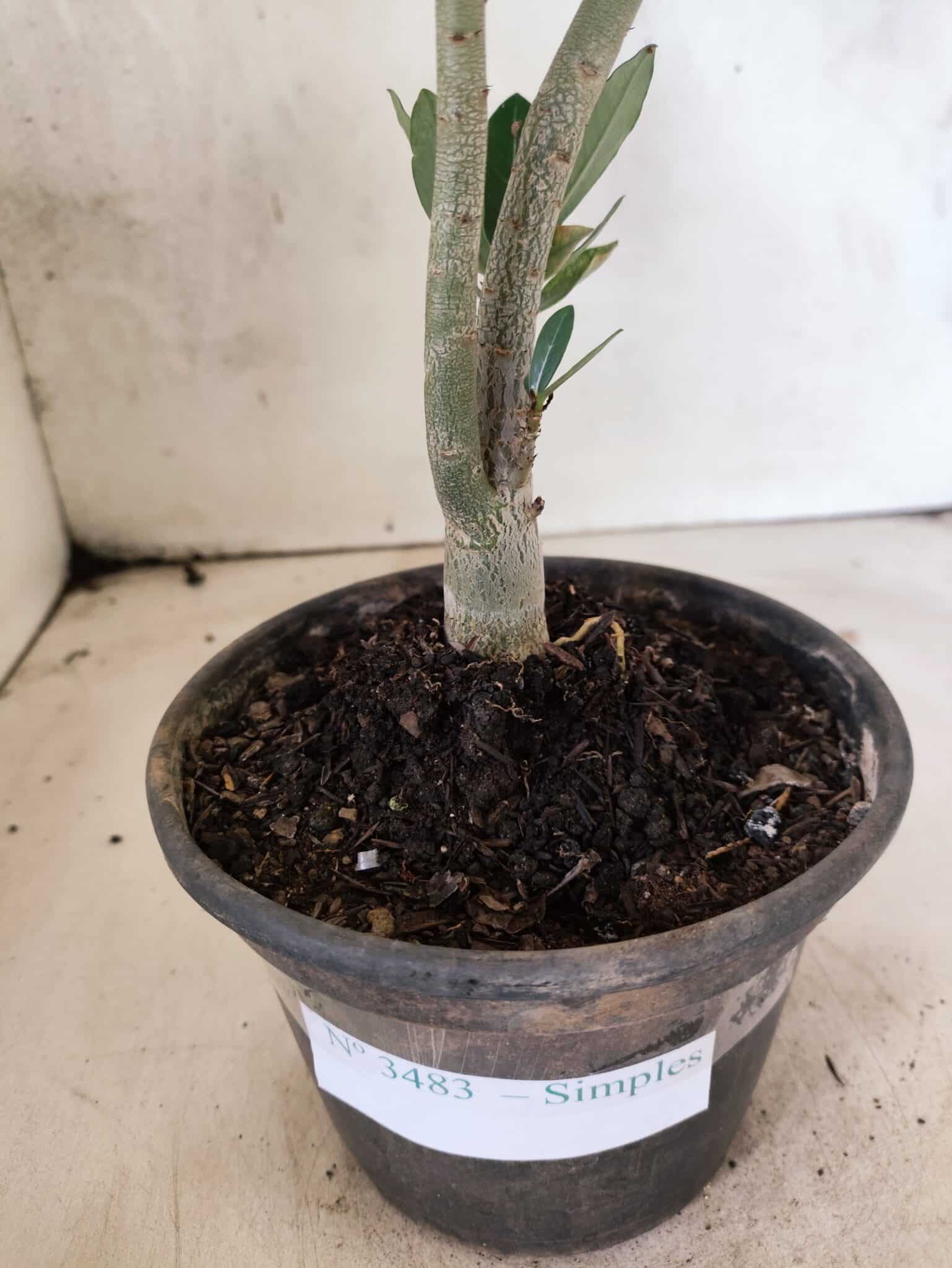 Planta Simples 3483 – 25cm – 01 ano - foto 6