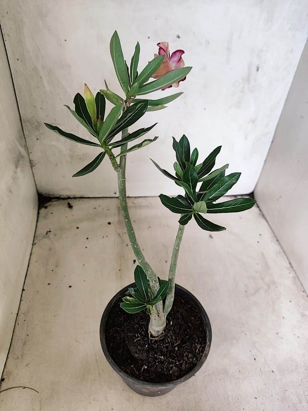 Planta Simples 3483 – 25cm – 01 ano - foto 5