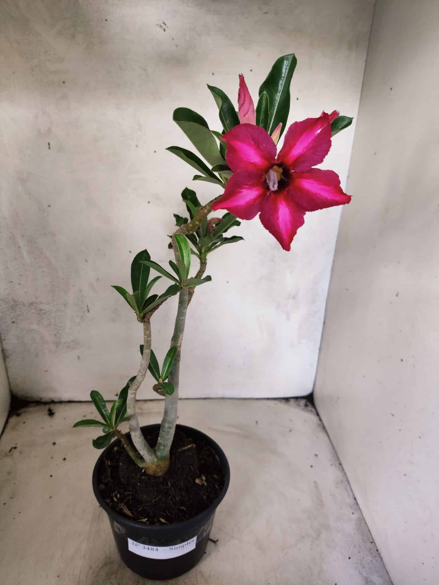 Planta Simples 3484 – 35cm – 03 anos - foto 2