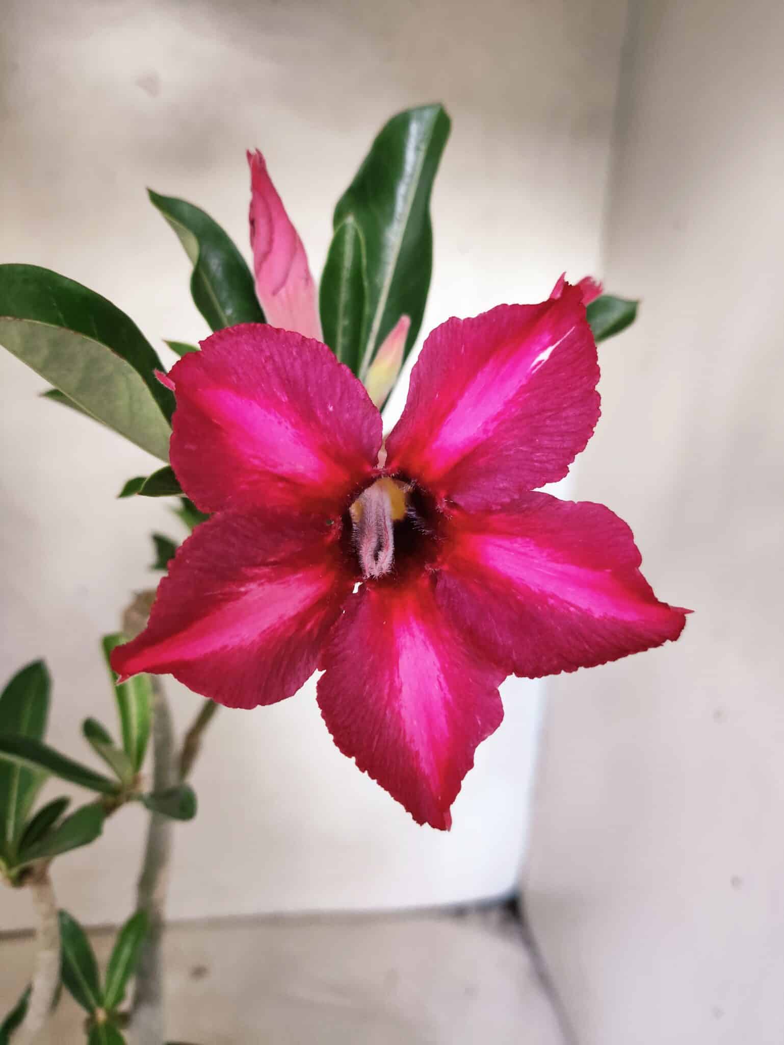 Planta Simples 3484 – 35cm – 03 anos - foto 3