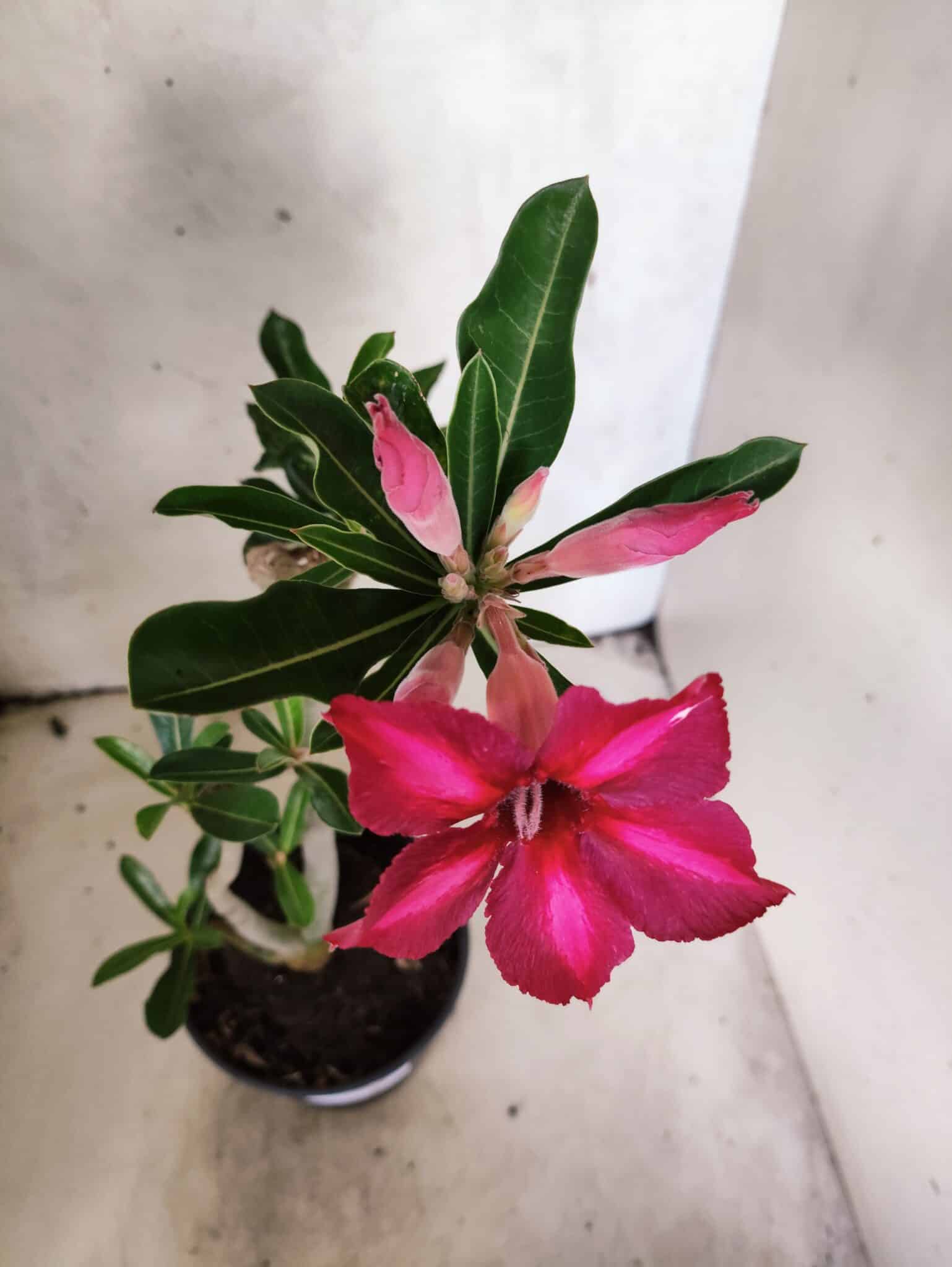 Planta Simples 3484 – 35cm – 03 anos - foto 4