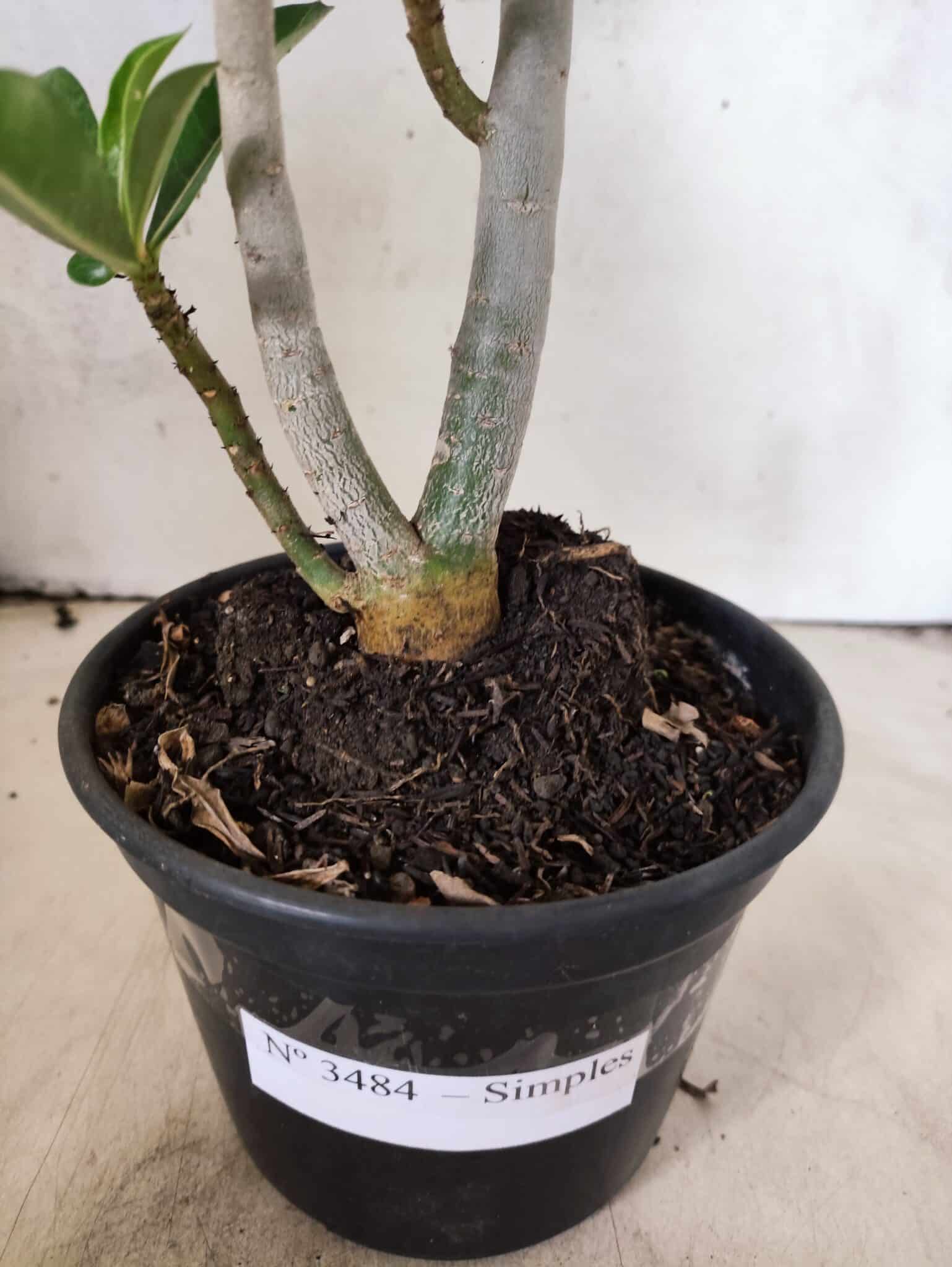 Planta Simples 3484 – 35cm – 03 anos - foto 7