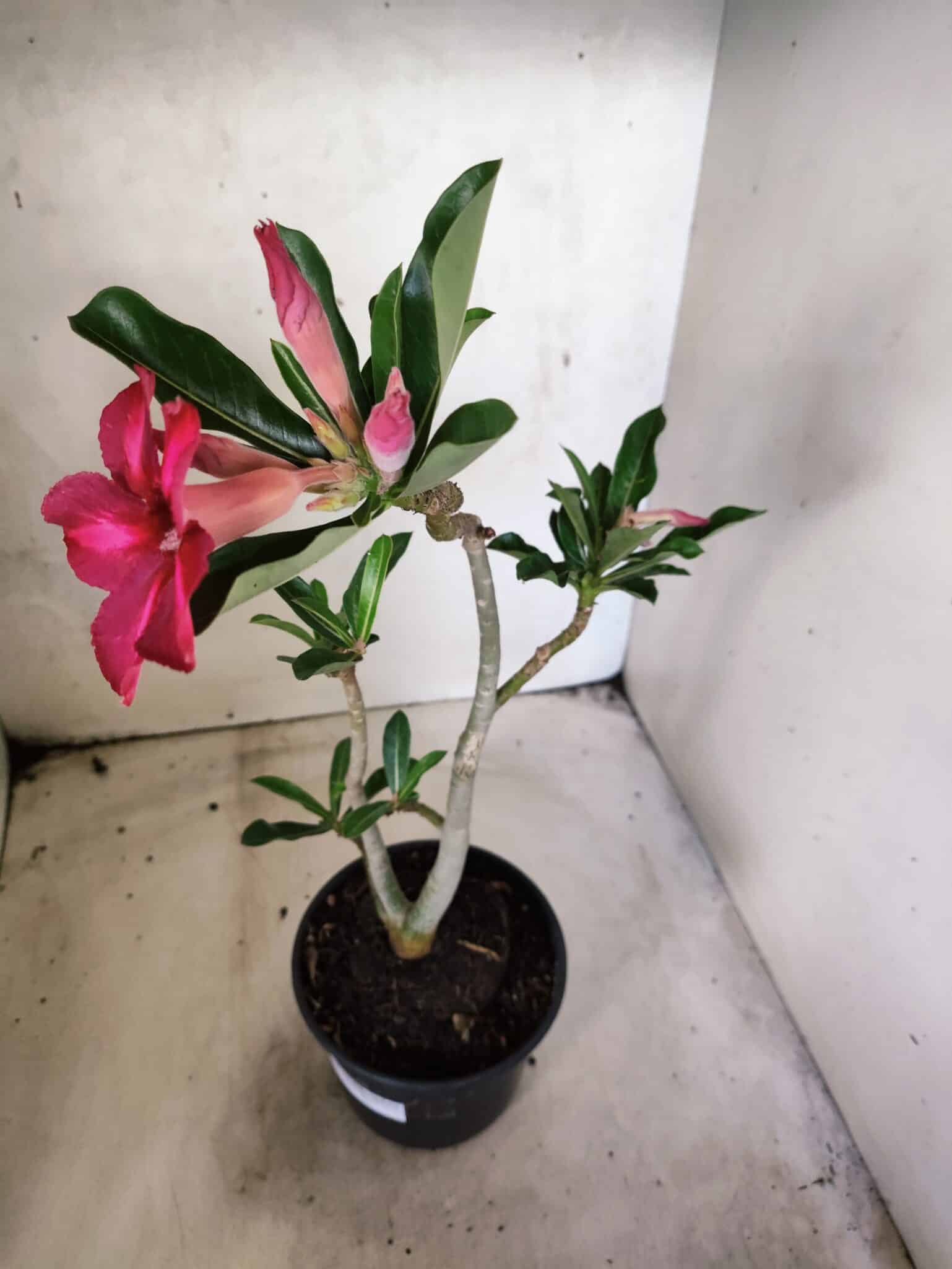 Planta Simples 3484 – 35cm – 03 anos - foto 6