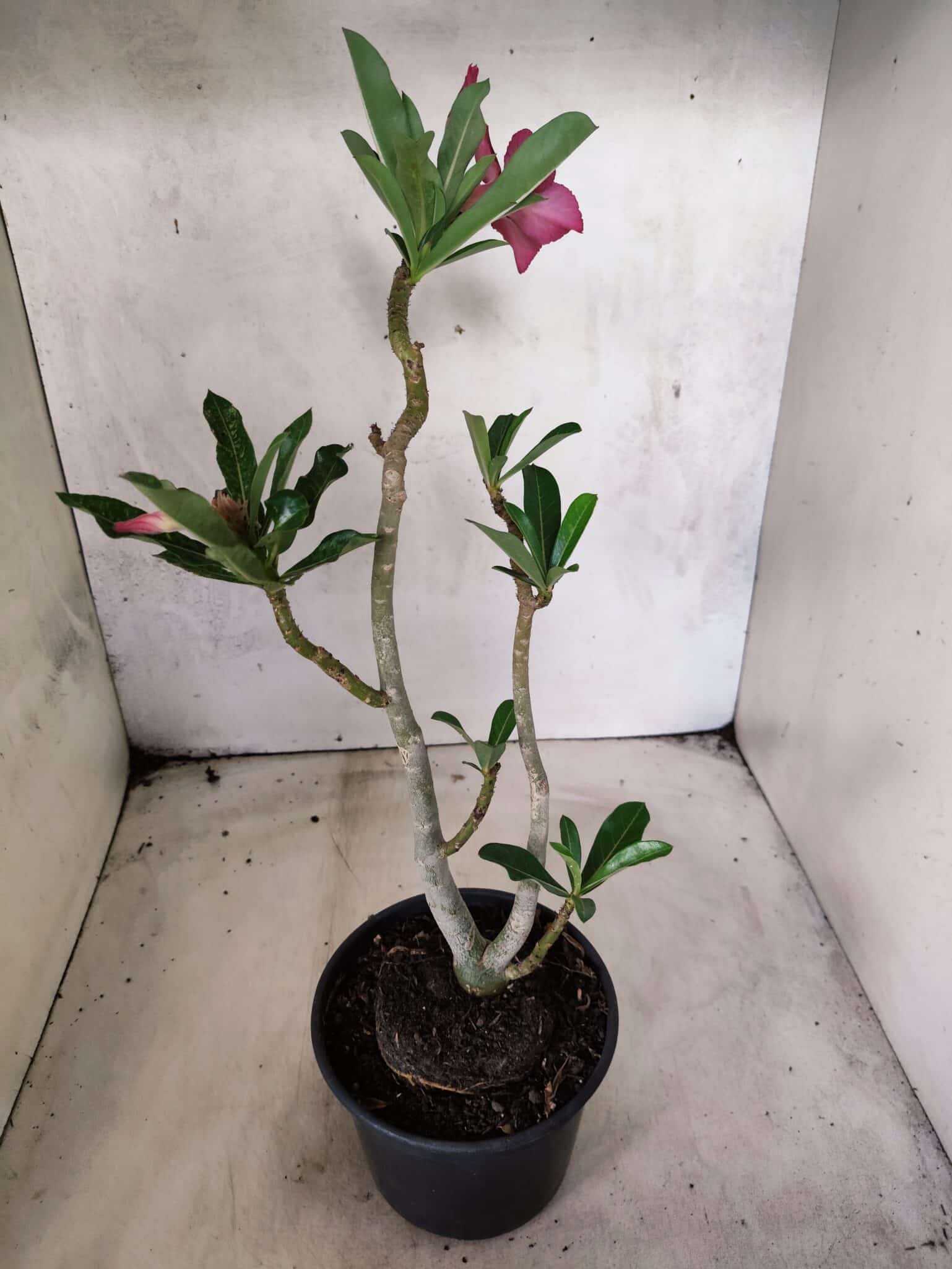 Planta Simples 3484 – 35cm – 03 anos - foto 5