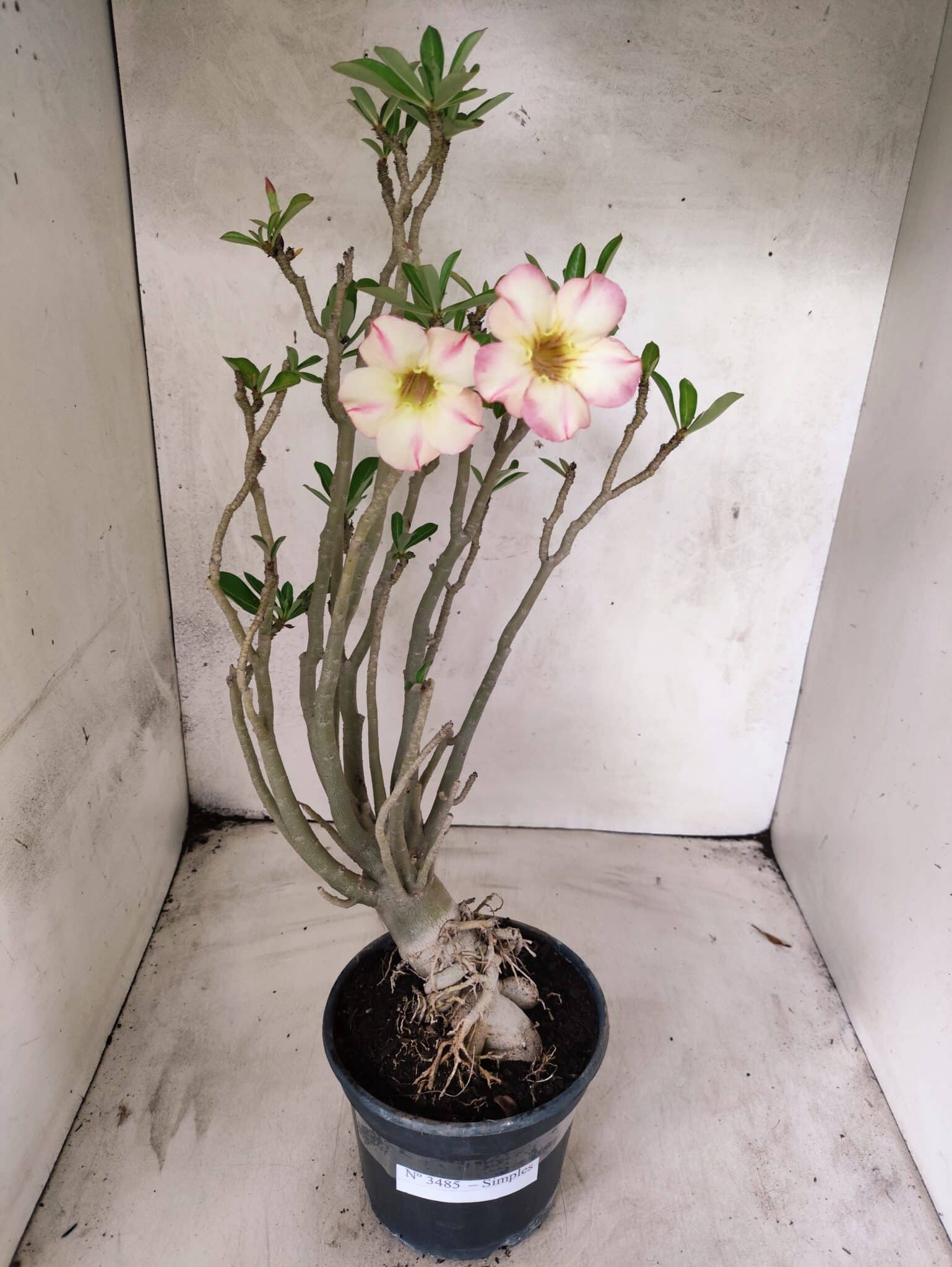 Planta Simples 3485 – 35cm – 03 anos - foto 2