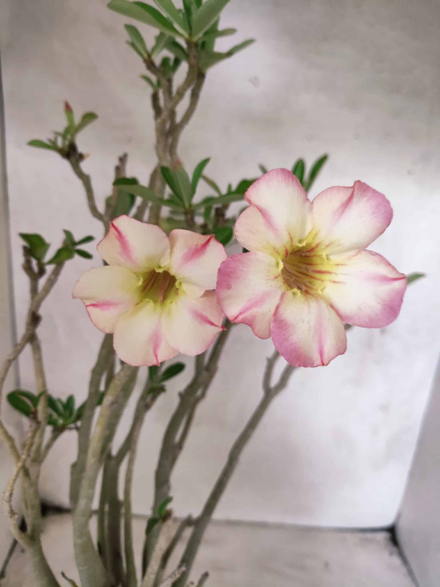 Planta Simples 3485 – 35cm – 03 anos - foto 3