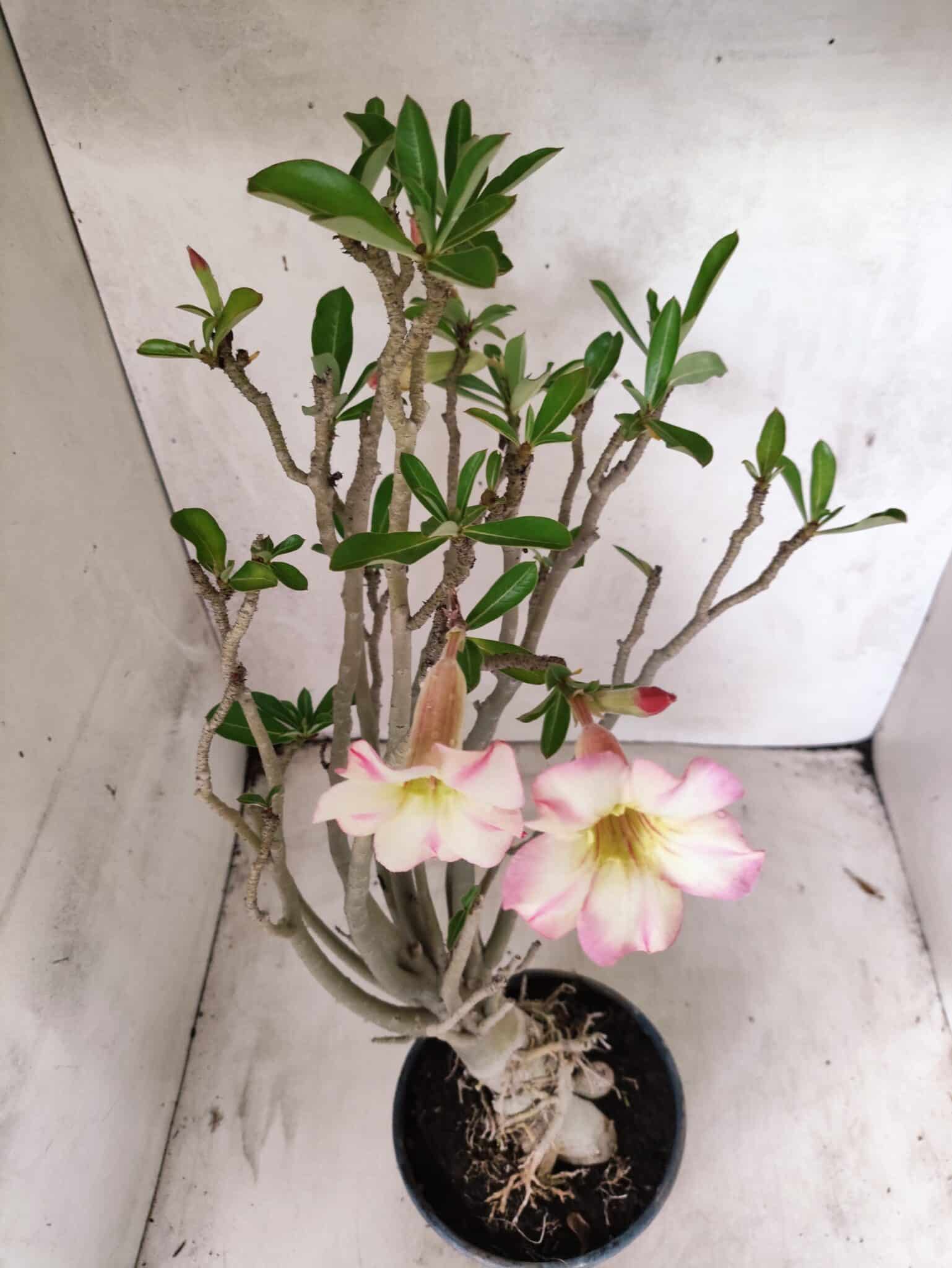 Planta Simples 3485 – 35cm – 03 anos - foto 4