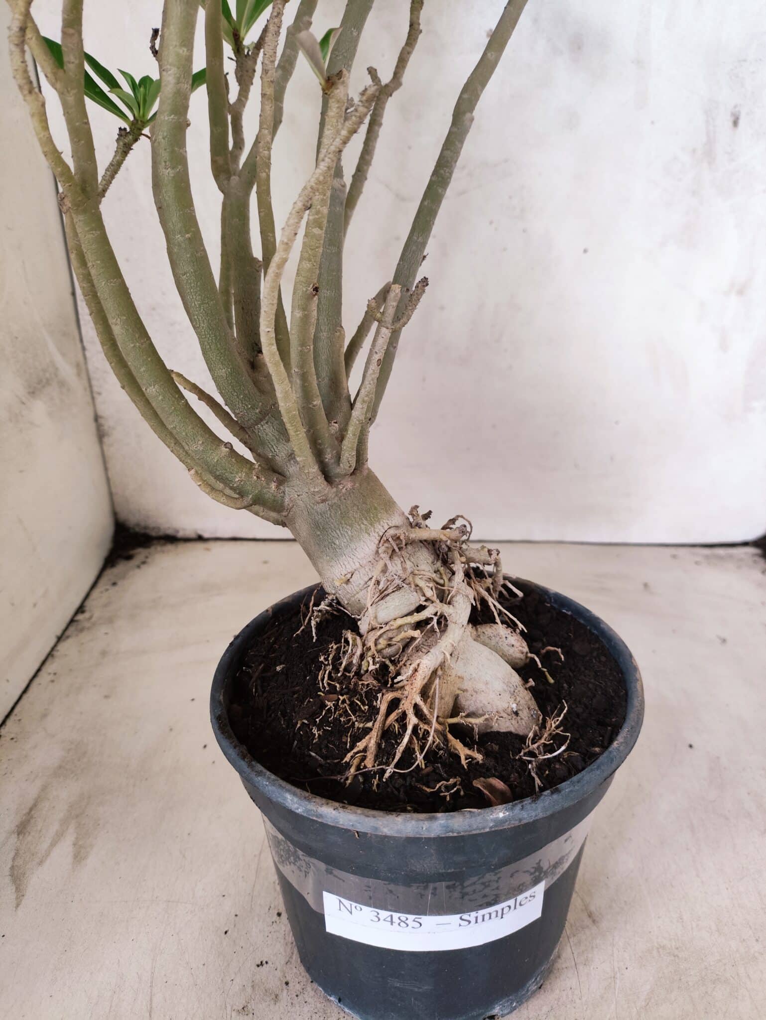 Planta Simples 3485 – 35cm – 03 anos - foto 8