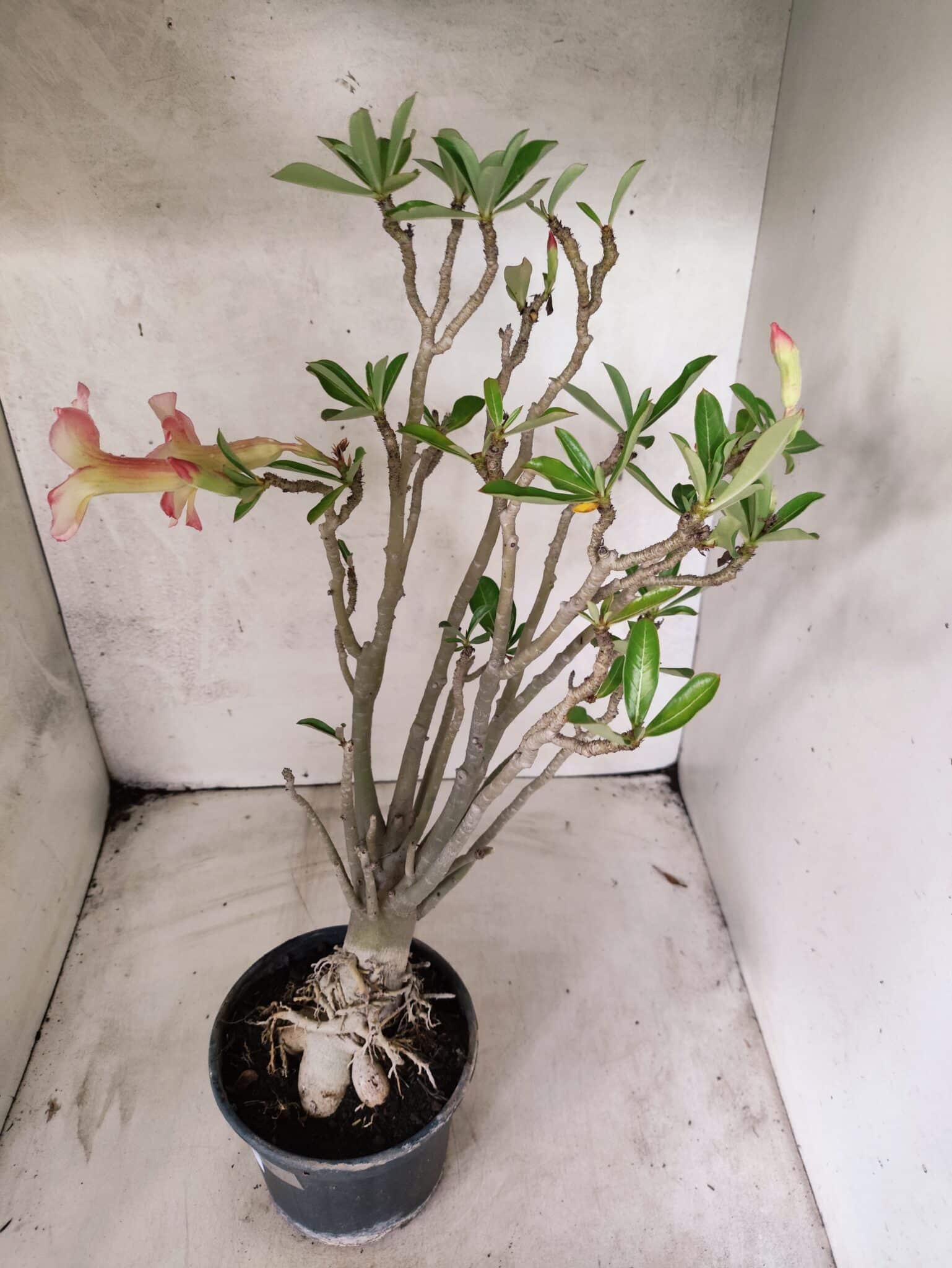 Planta Simples 3485 – 35cm – 03 anos - foto 7