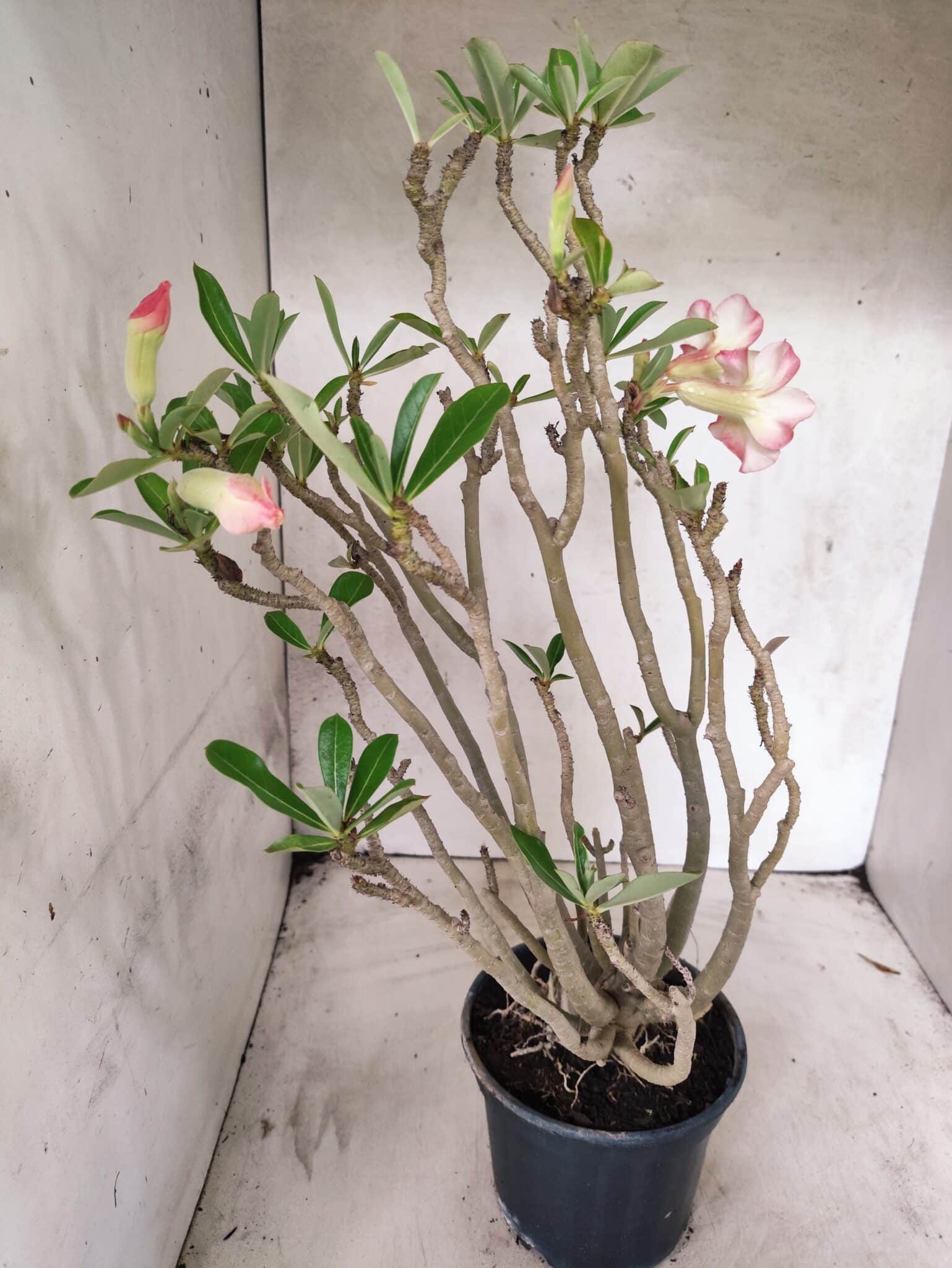 Planta Simples 3485 – 35cm – 03 anos - foto 6
