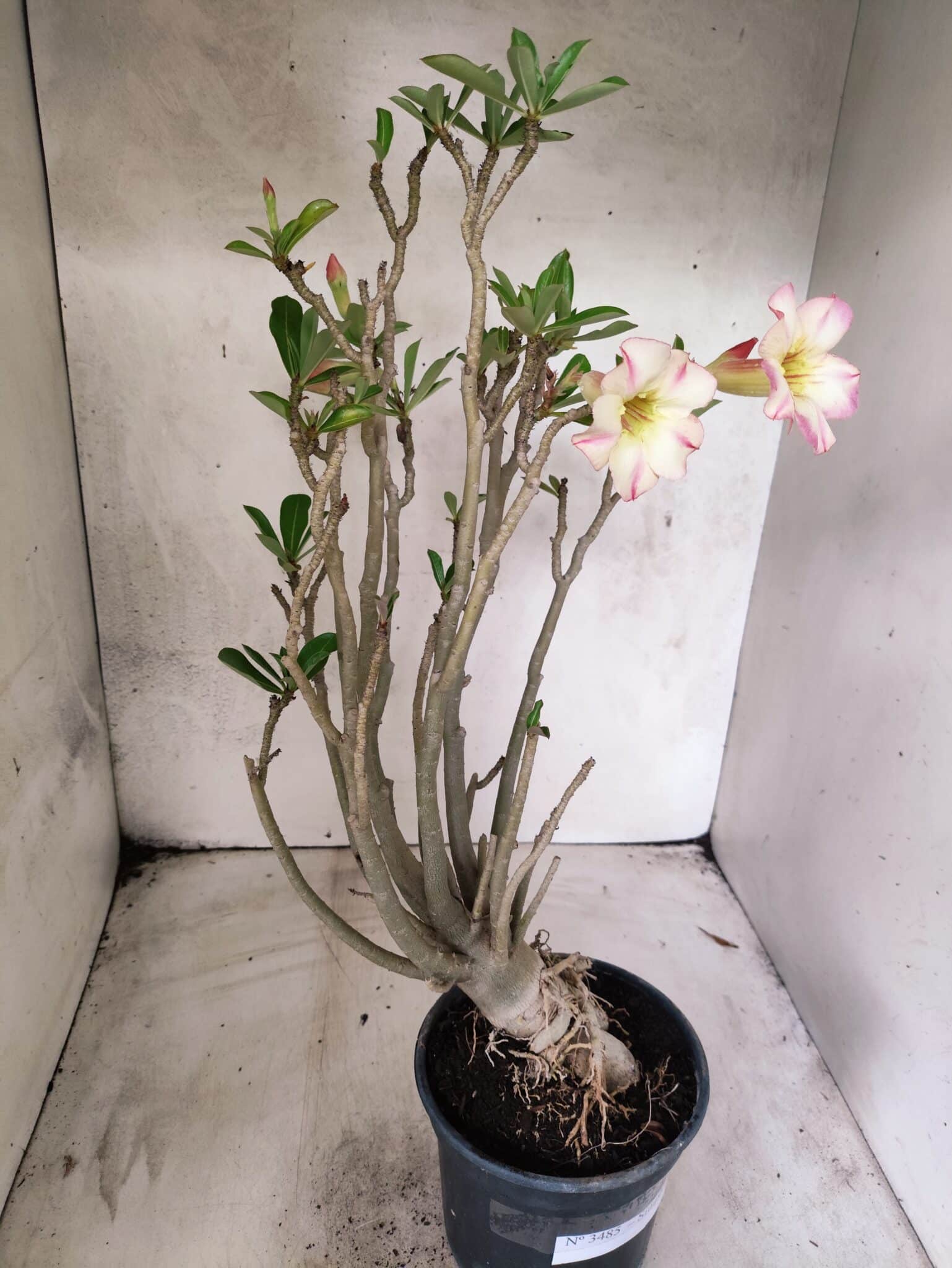 Planta Simples 3485 – 35cm – 03 anos - foto 5