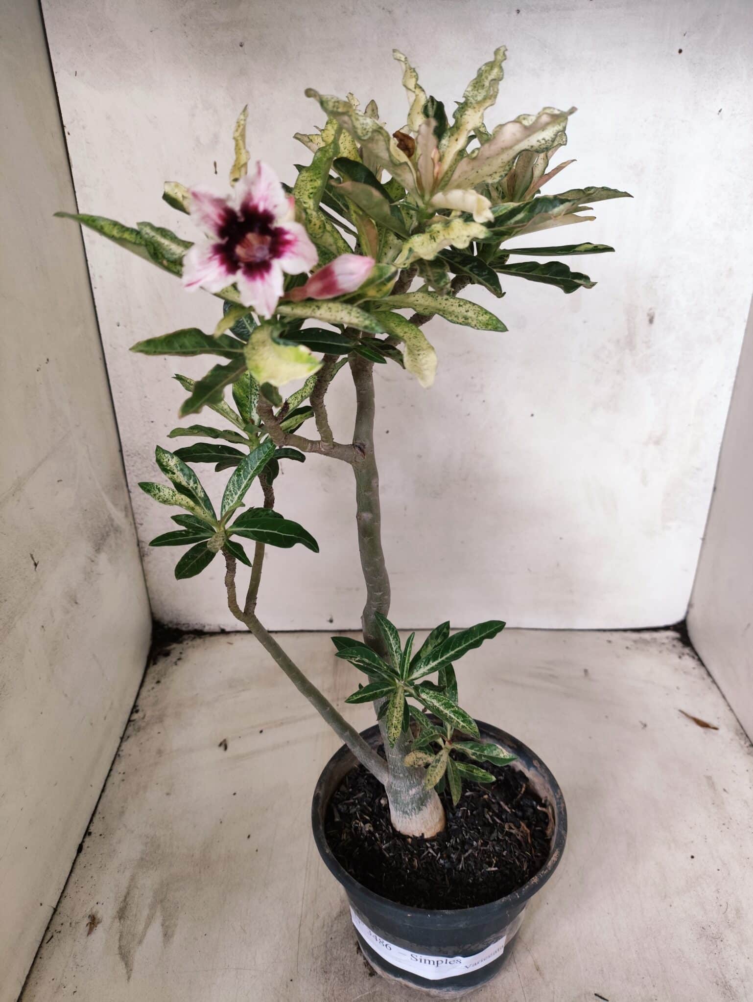 Planta Simples "VARIEGATA" 3486 – 35cm – 03 anos - foto 2